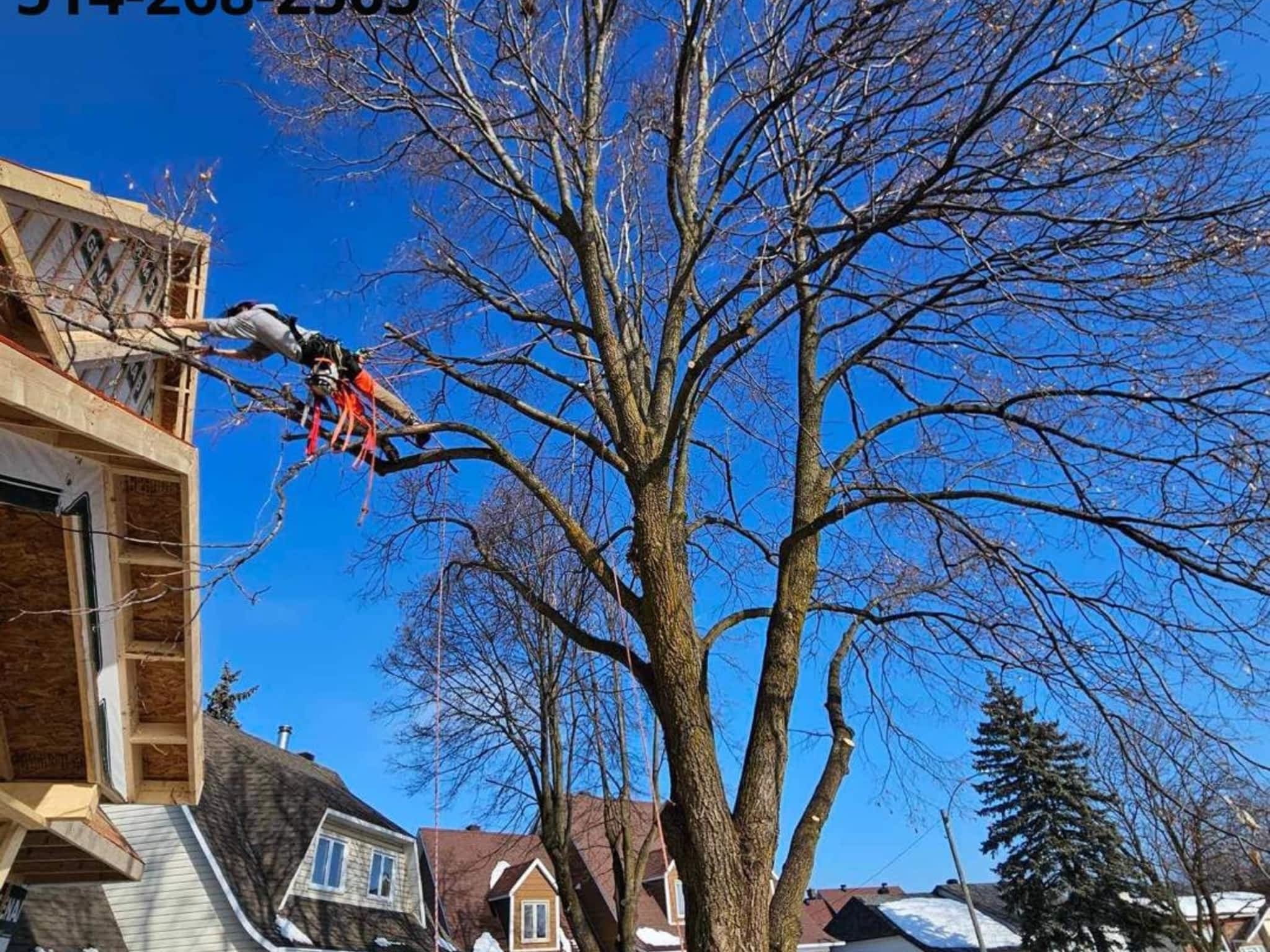 photo Arbre KBT Élagage, émondage et abattage d'arbre