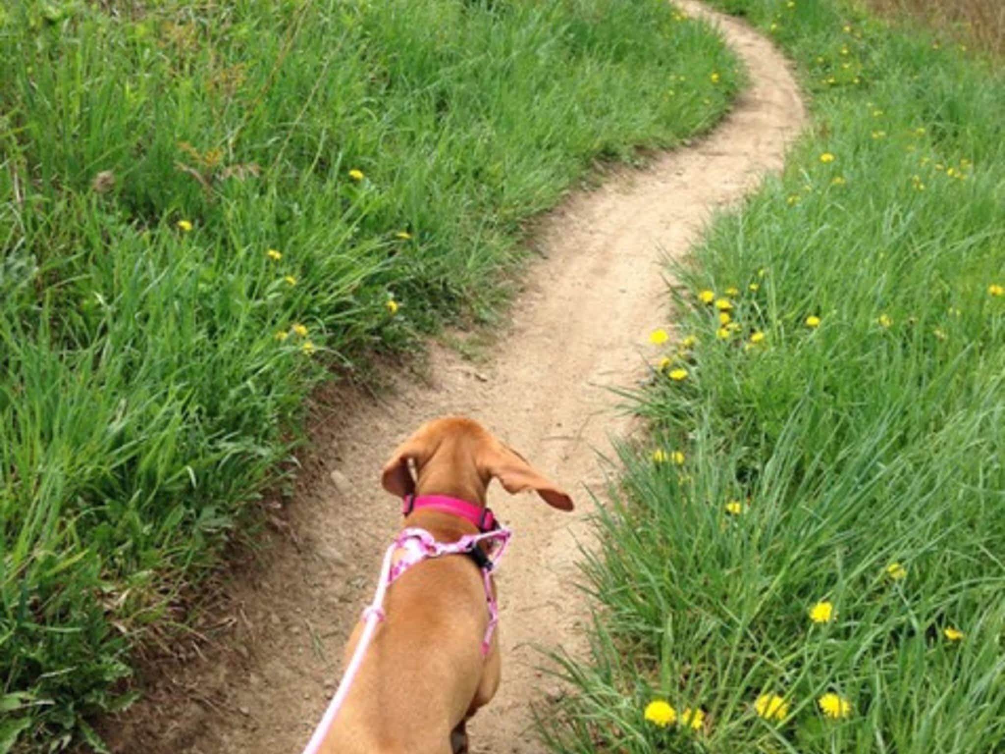 photo Mountain Bound Hounds