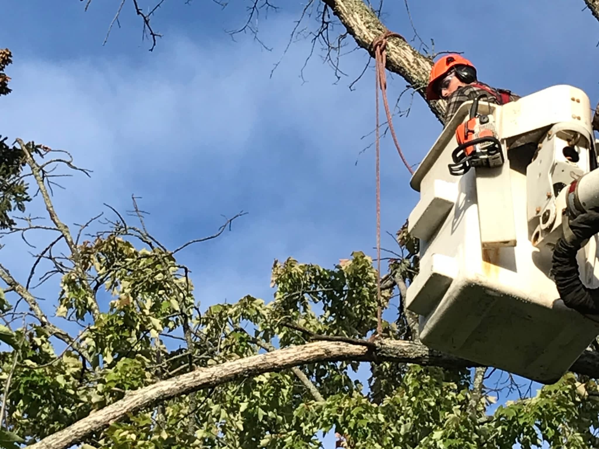 photo O'Blenes Trees & Services