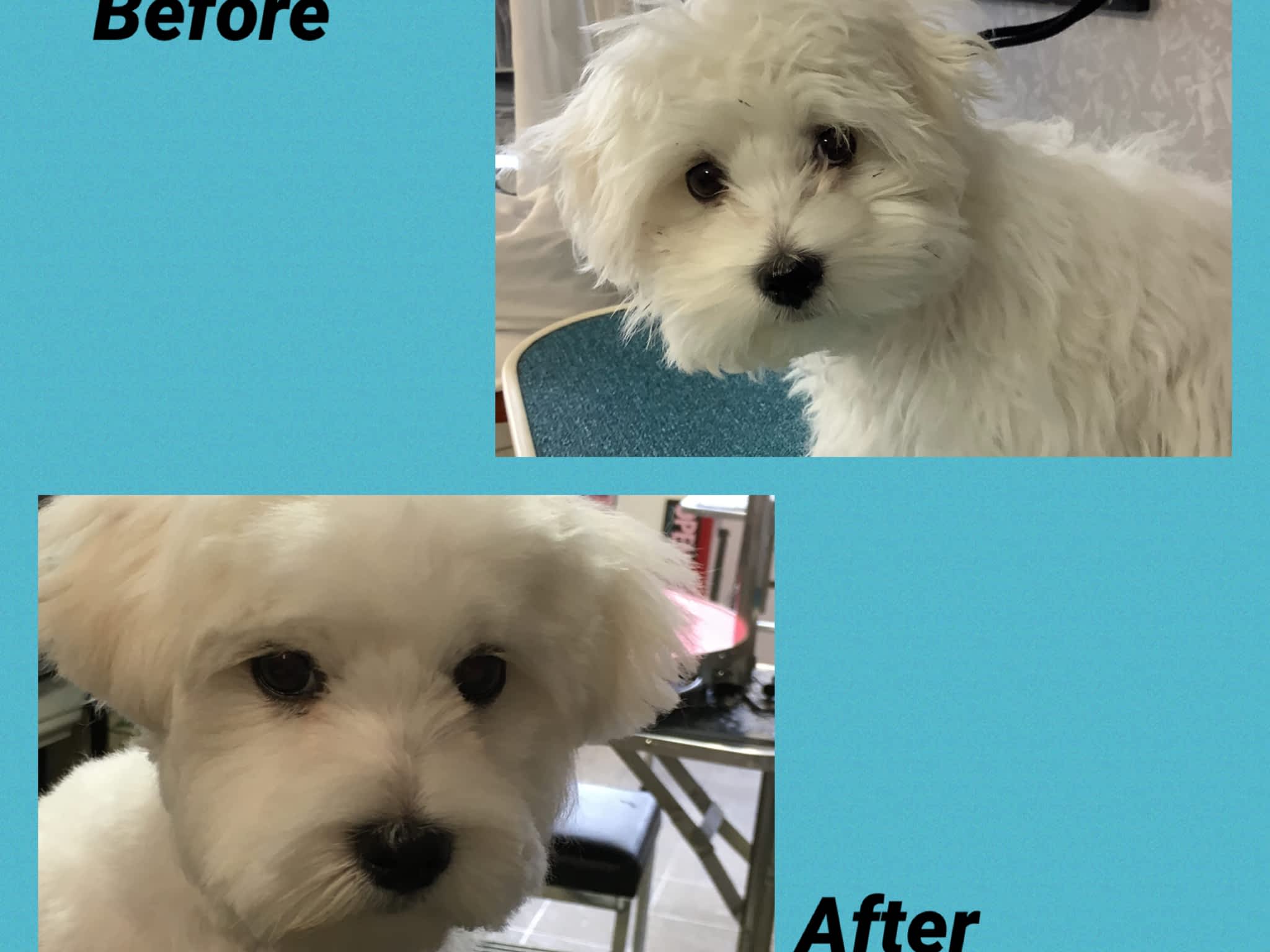 photo Wizard Of Paws Dog Grooming Salon