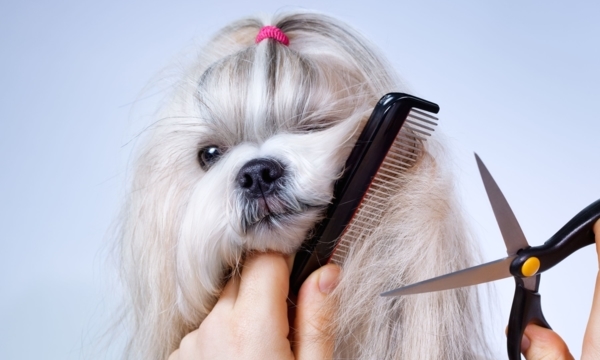 Haircuts for cats and dogs: Pet groomers in Calgary