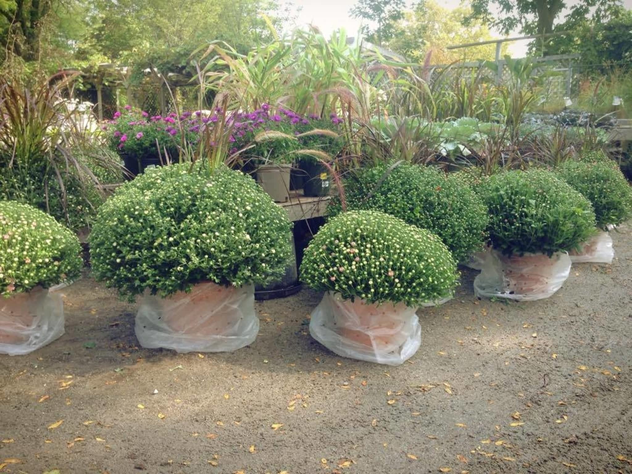 photo Gauld Nurseries Ltd