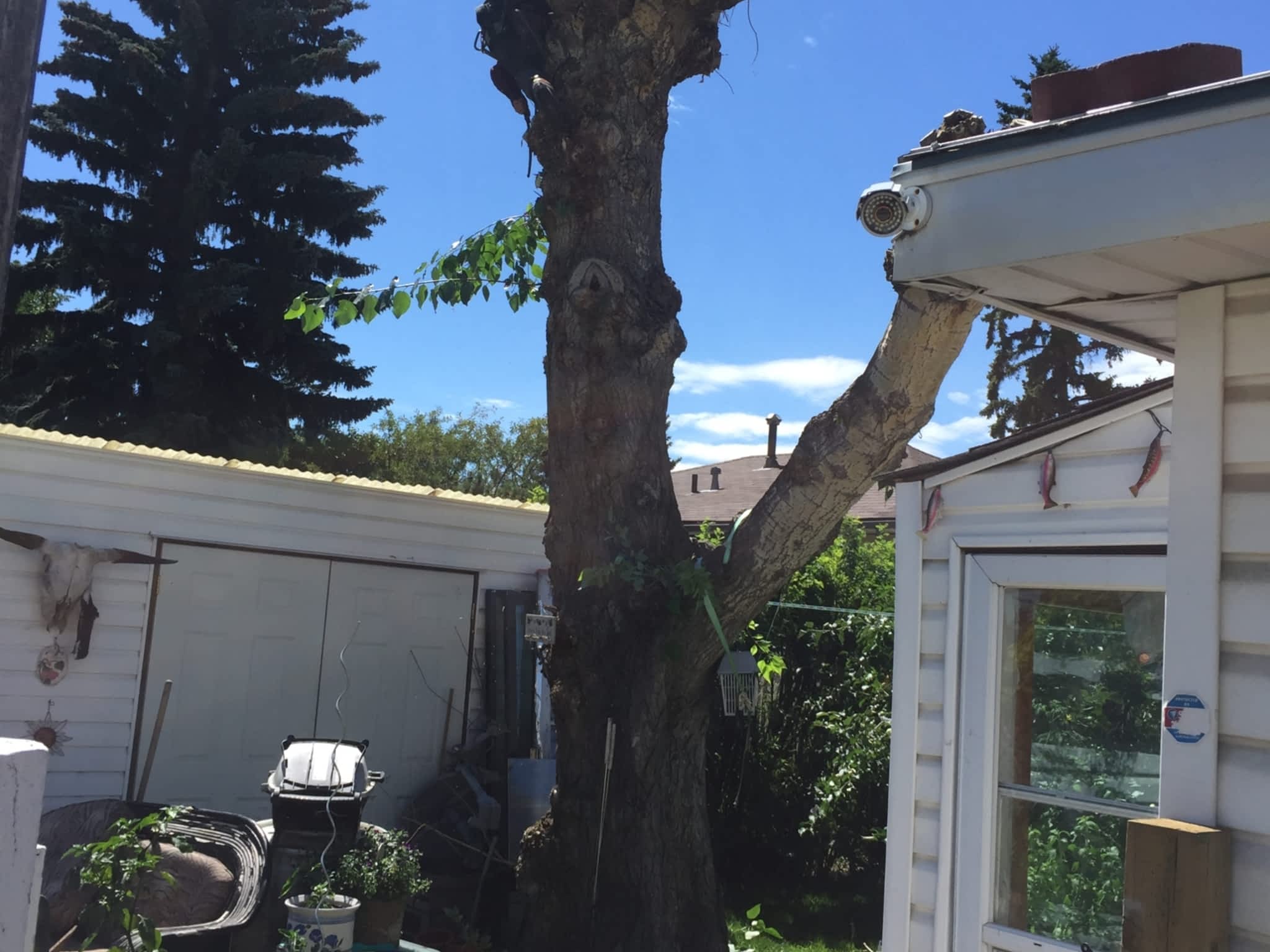 photo R&T Tree Removal Services Inc