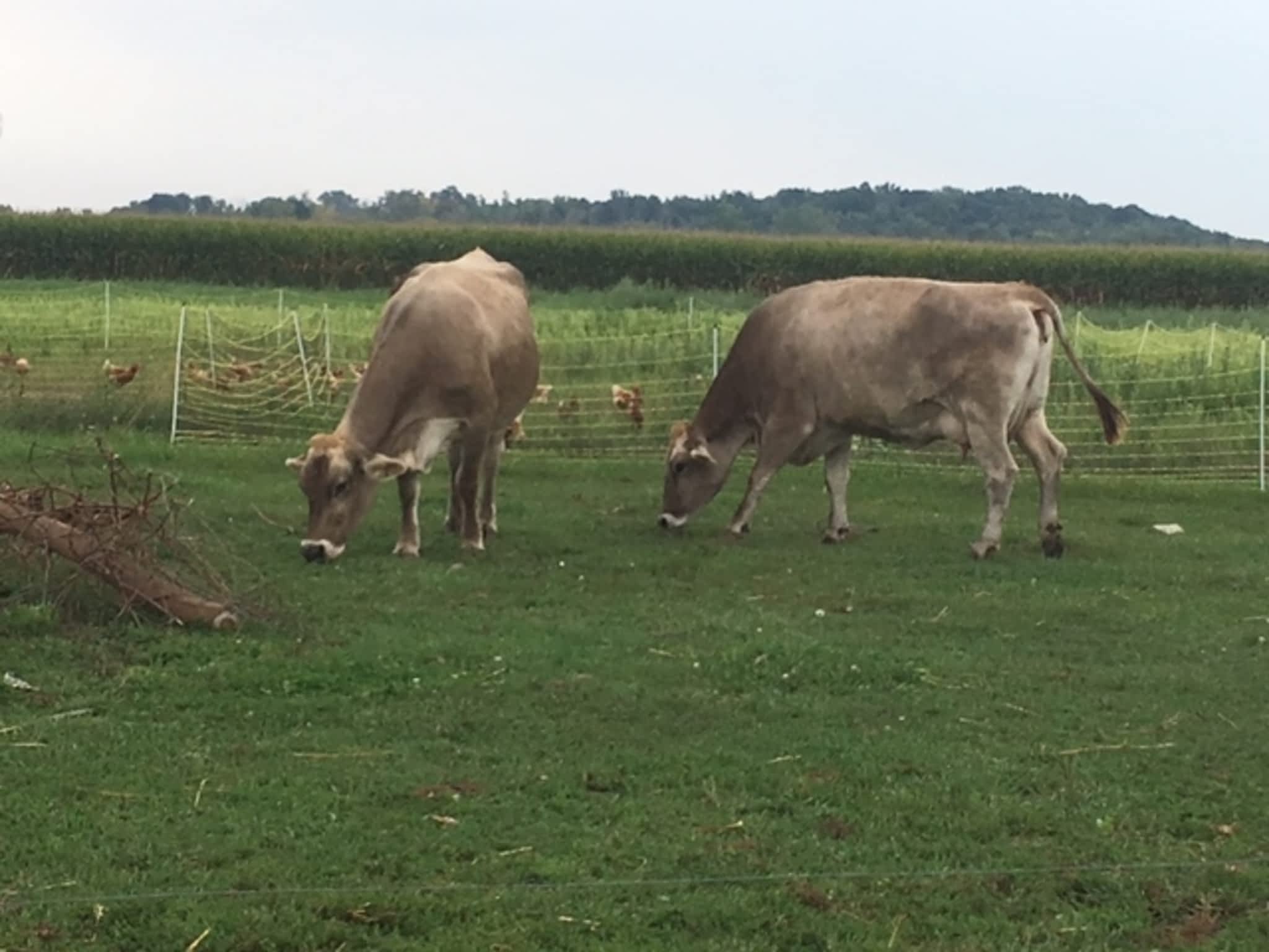 photo Dutch House Farms