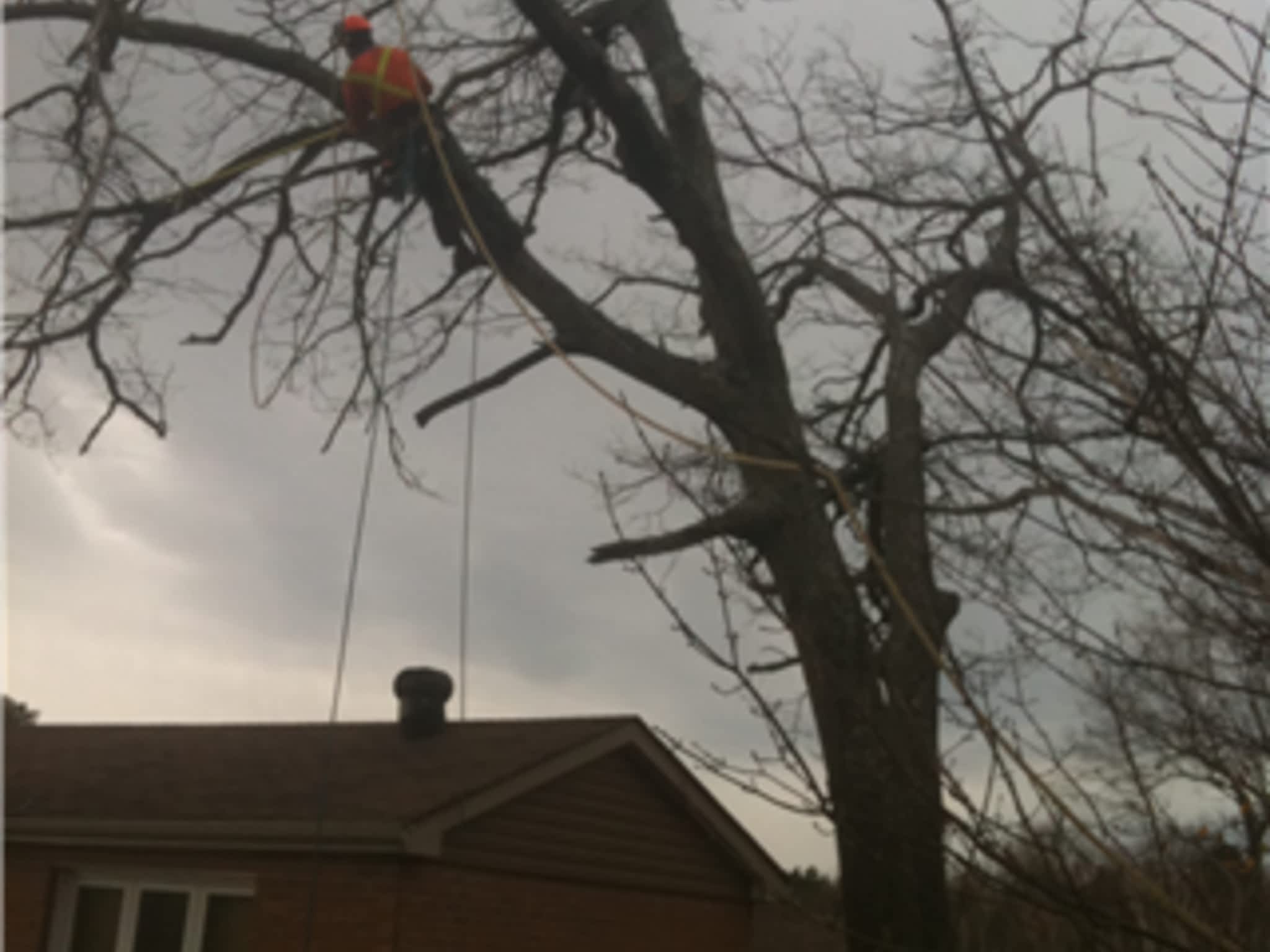 photo Allmac Tree Service