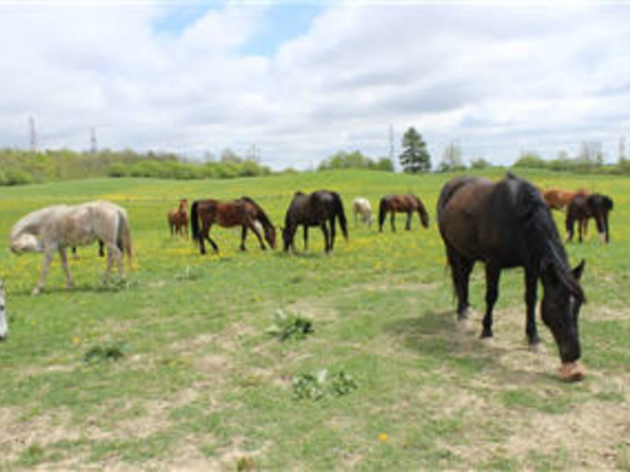 photo Big Creek Stables