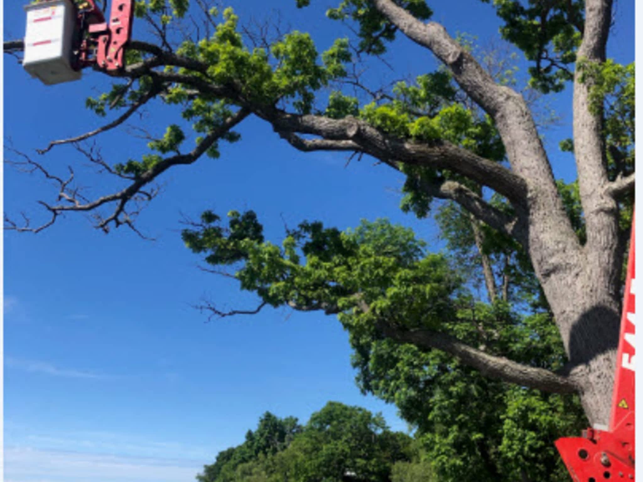 photo Timber Tree Service