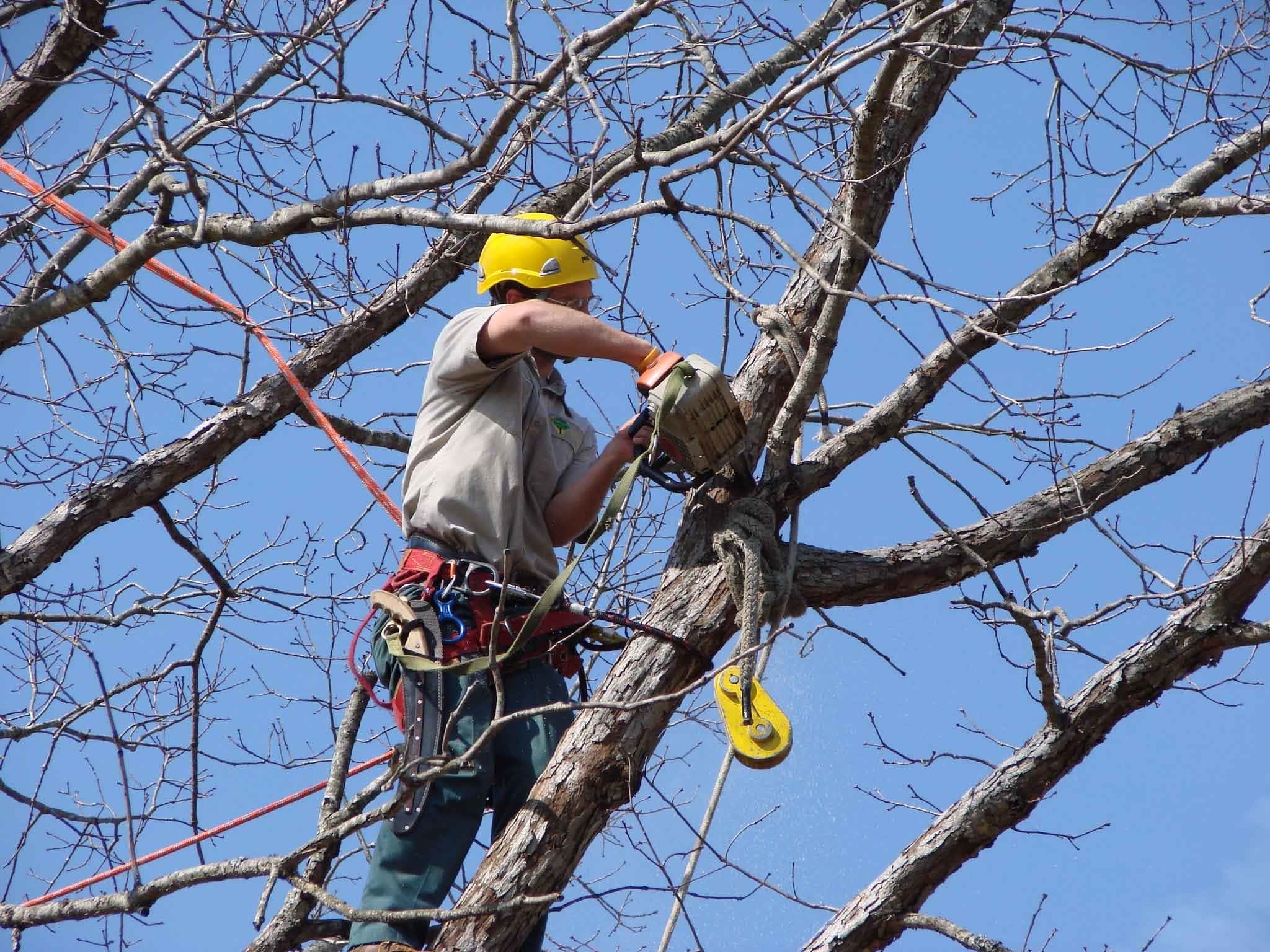 photo Timbersmith Tree Service