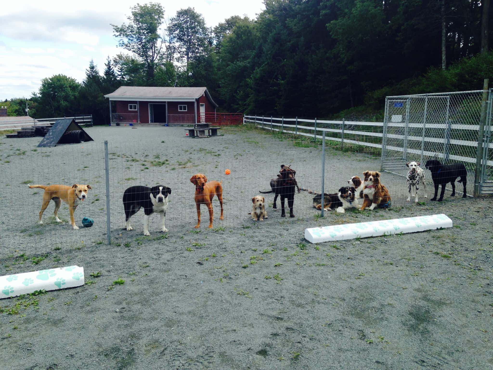 photo Bowlin Farms Doggie Adventures