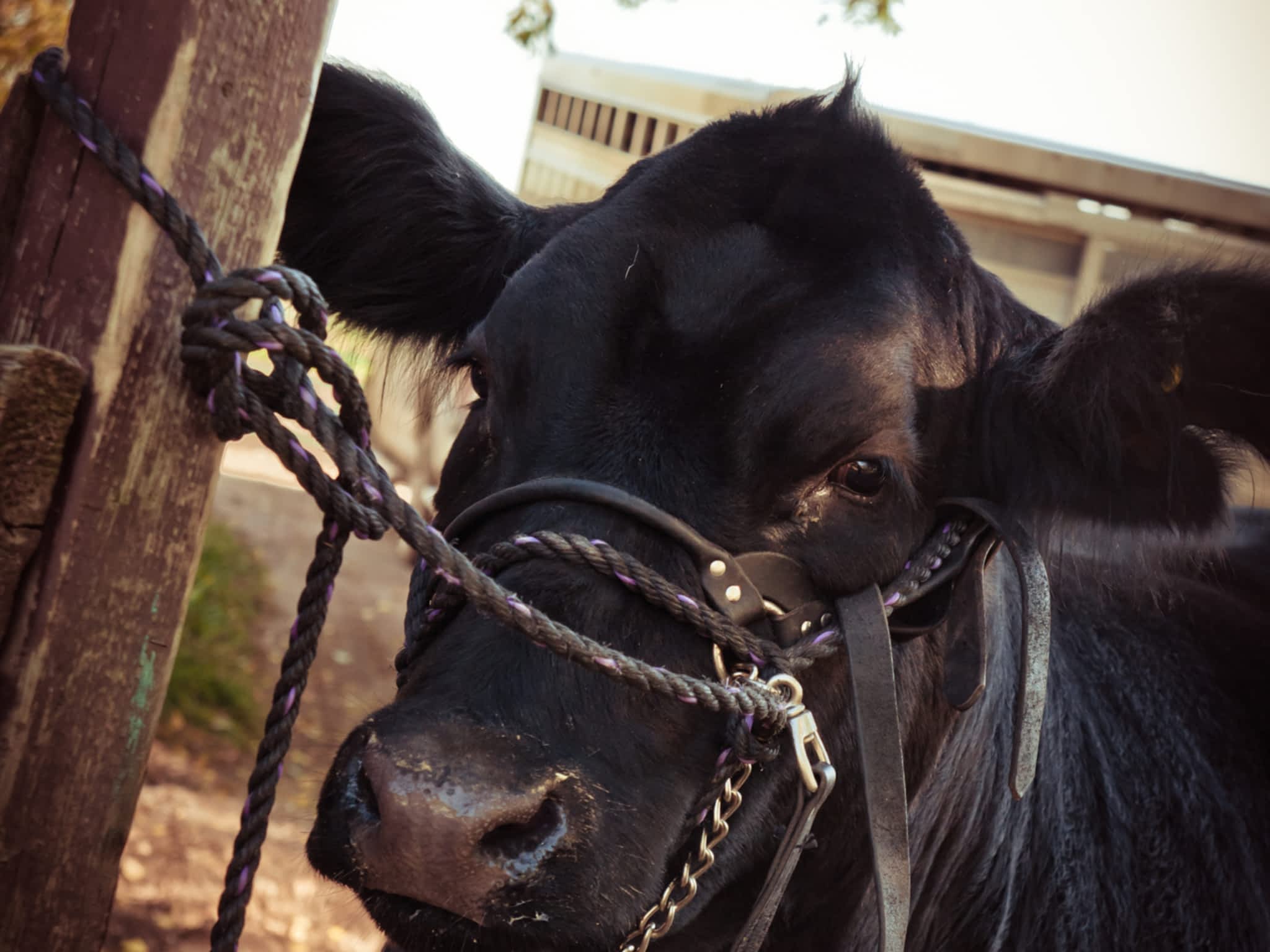 photo Cannington Veterinary Services