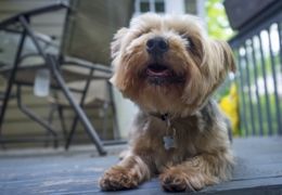 The dog days of summer: Toronto’s top pet-friendly patios