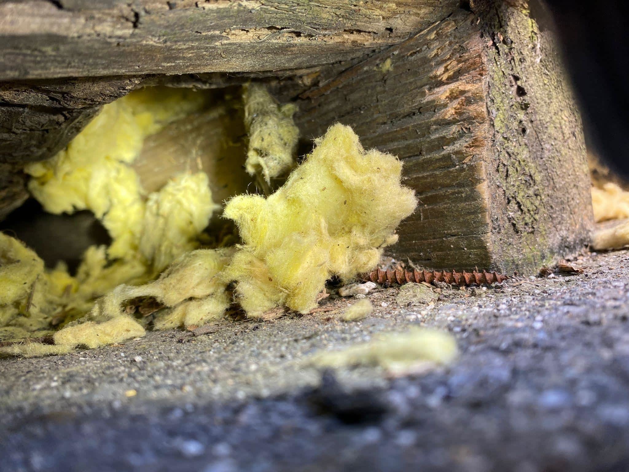 photo Phantom Pest Control Maple Ridge