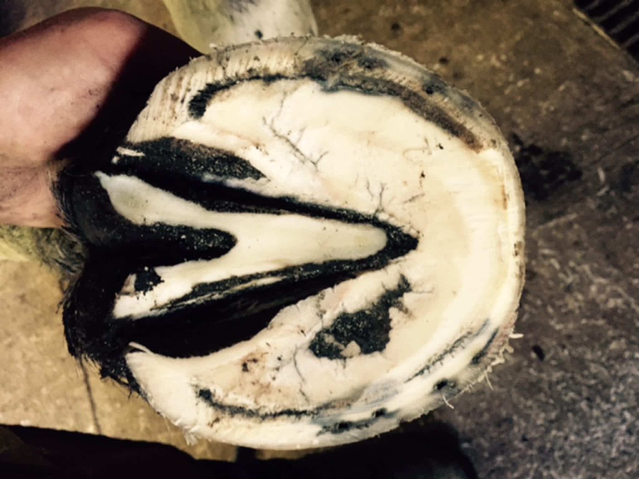 photo Western Rose Farrier