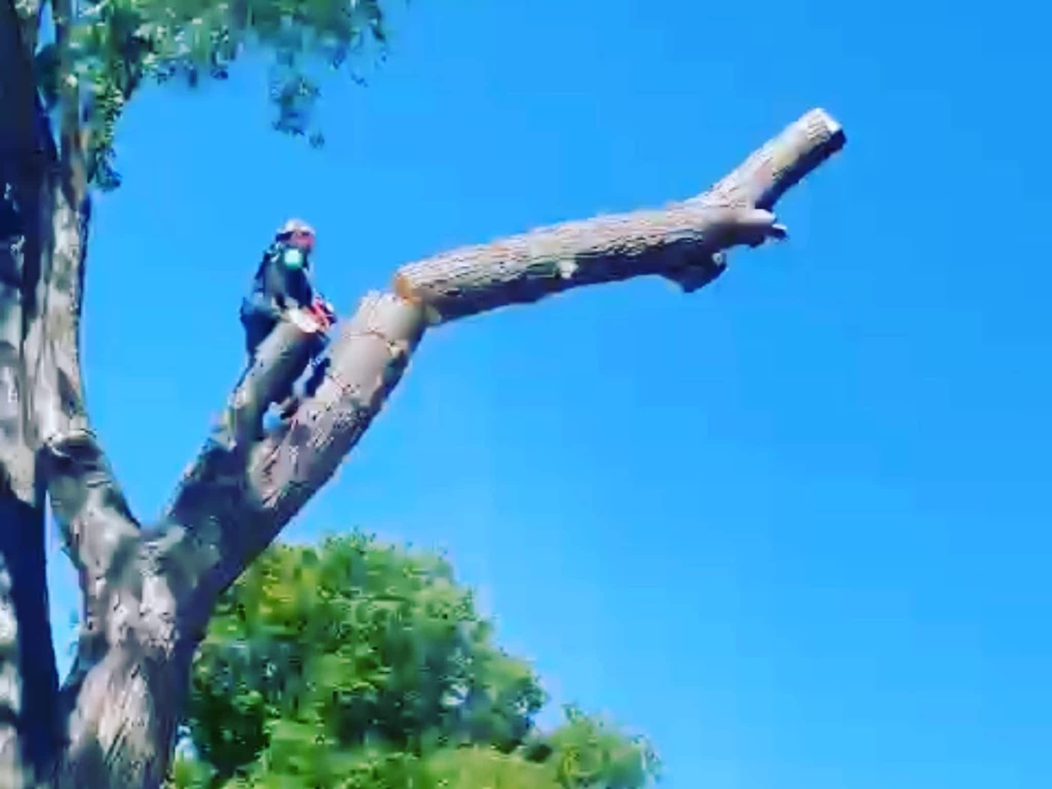 photo MTM Tree Service