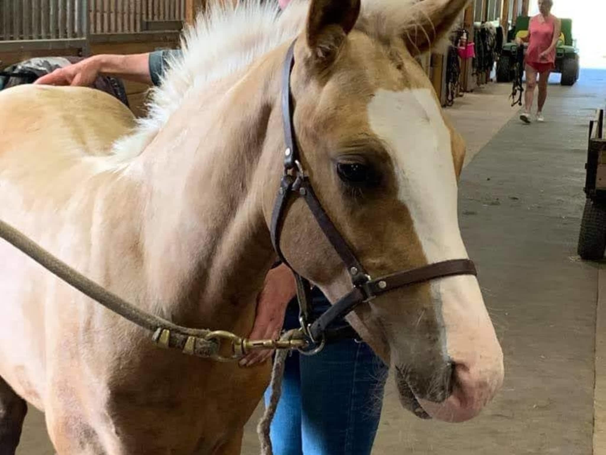 photo Get Over It Performance Horses