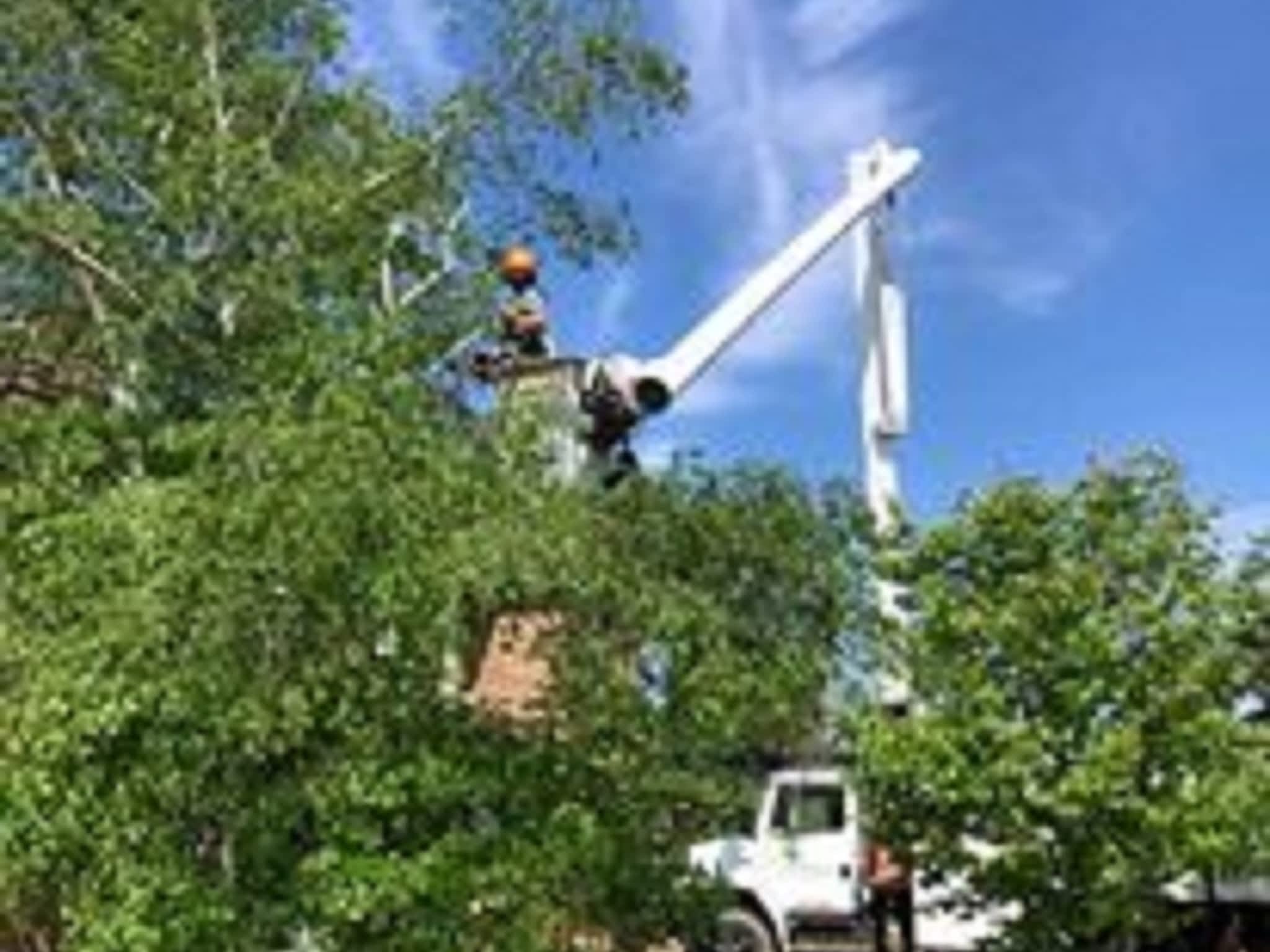 photo Macsemchuk Tree Services