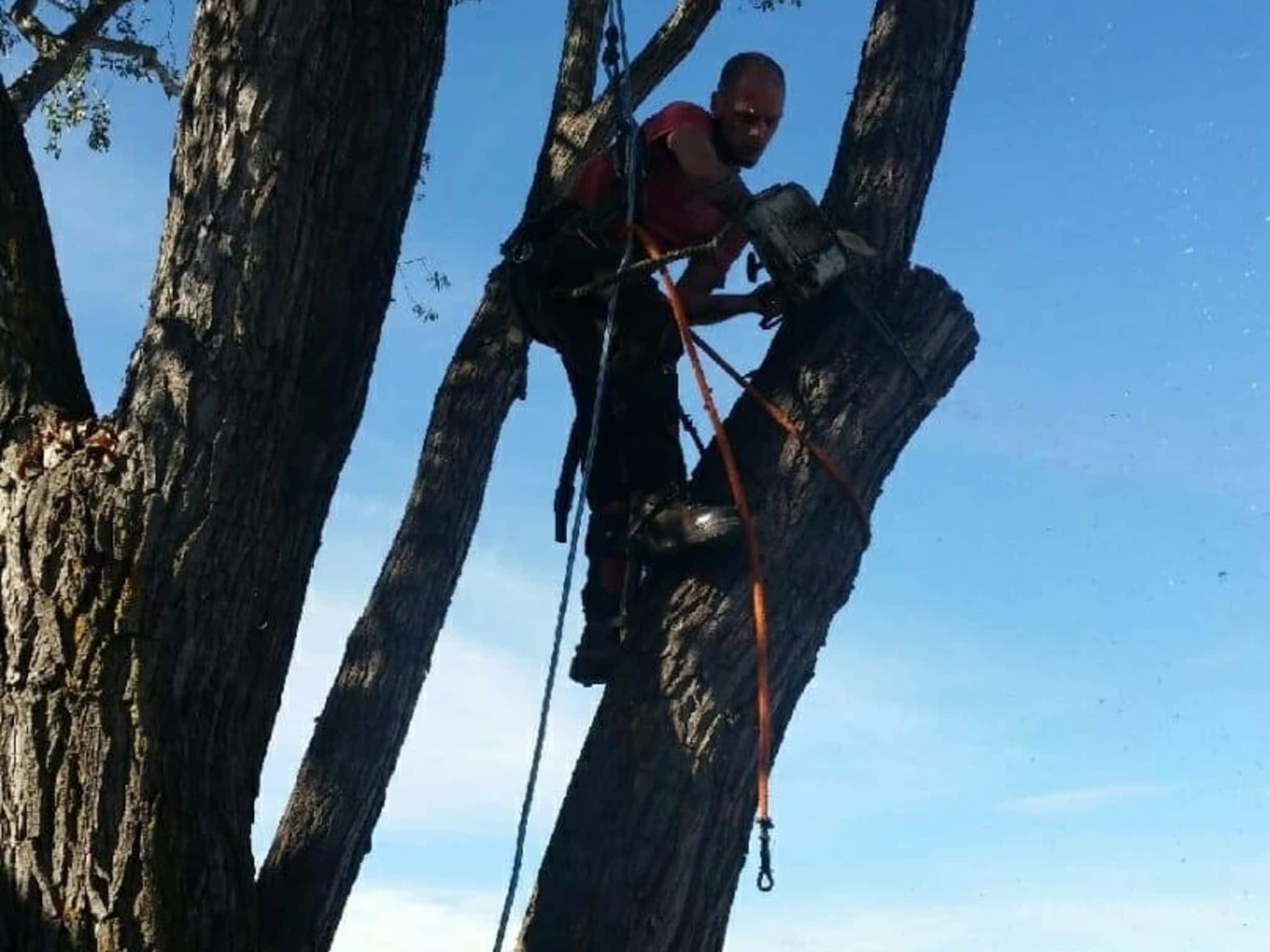 photo Tree Solutions