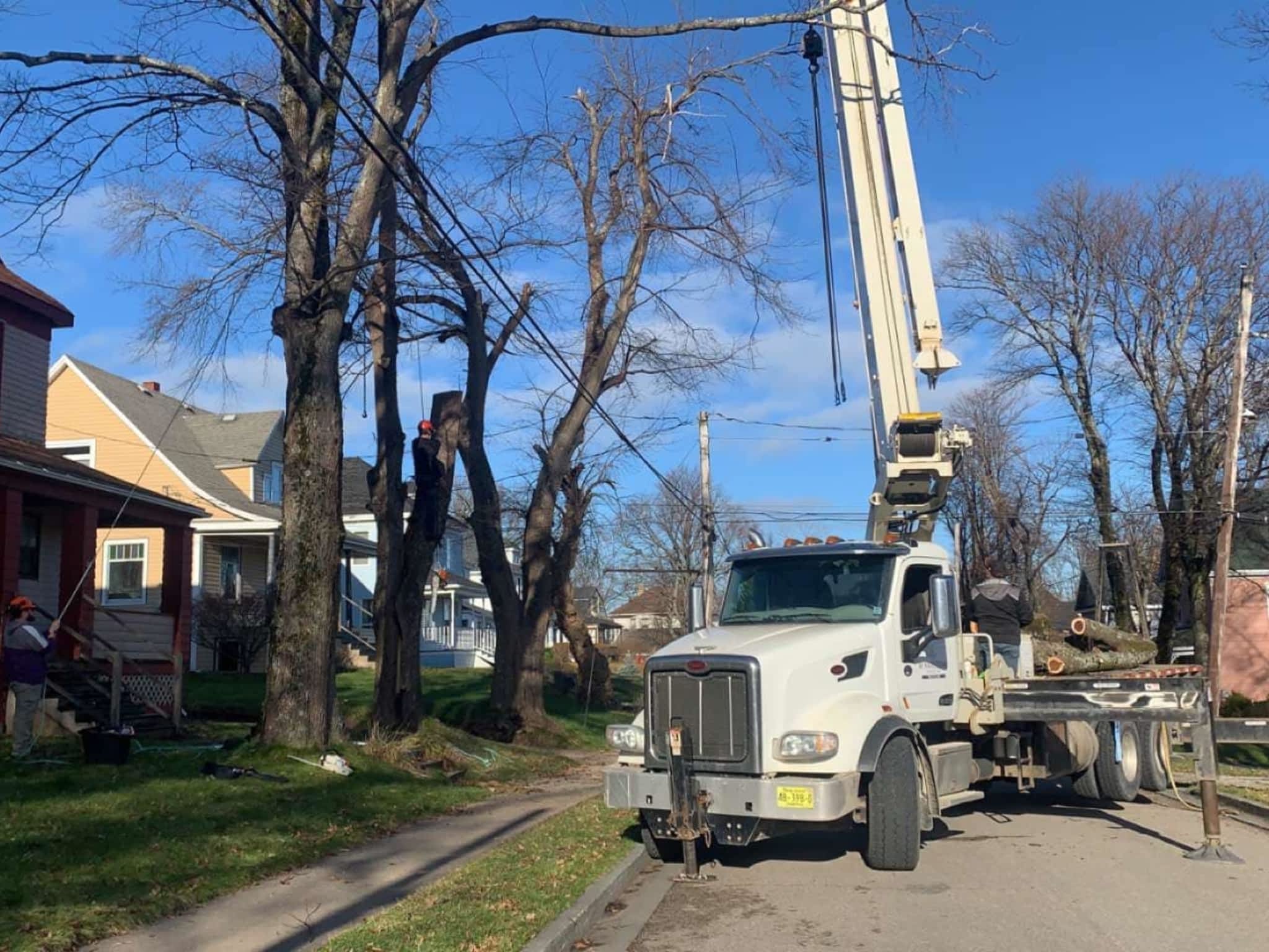 photo M&M Tree Removal And Labour Services