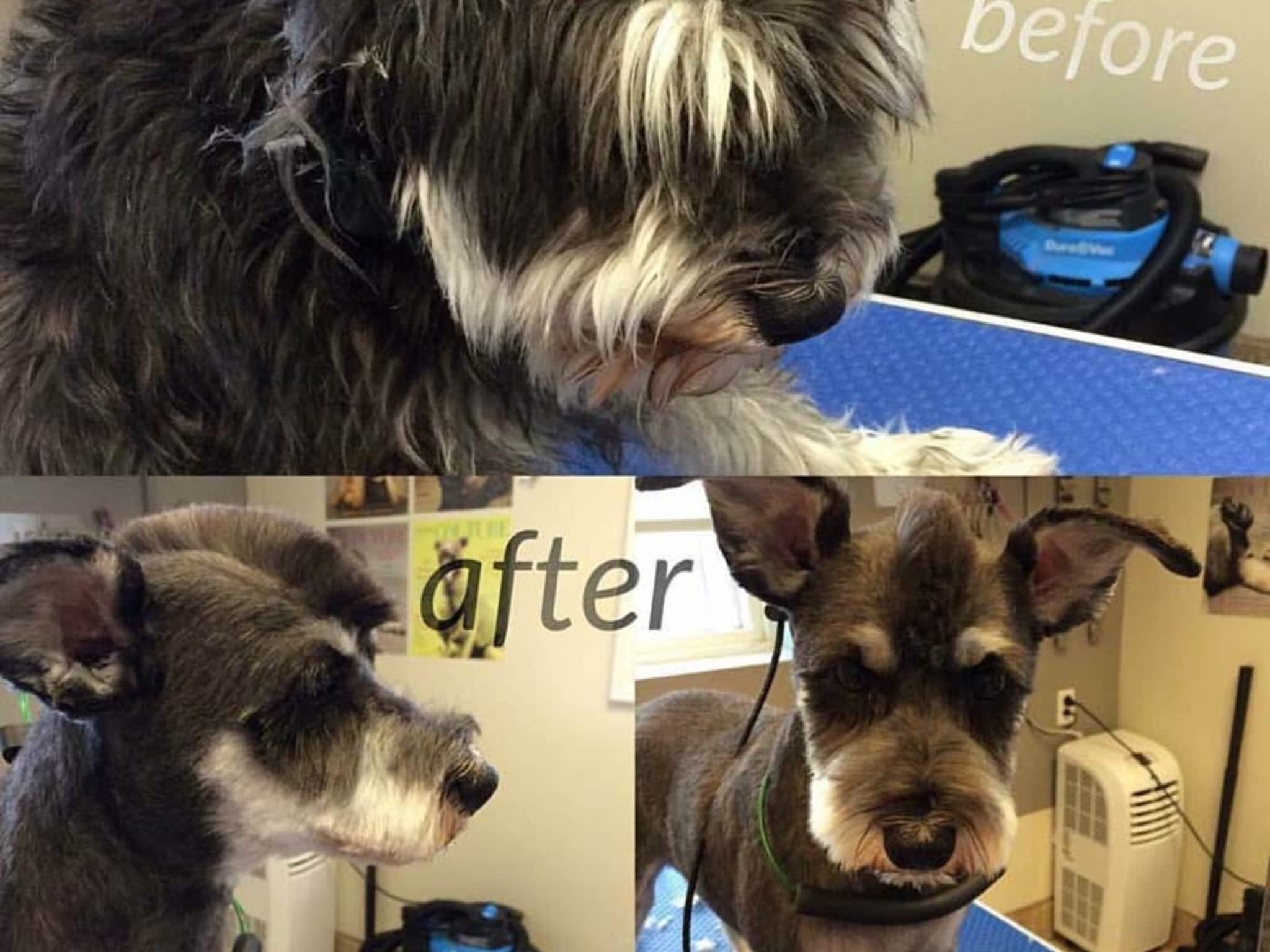 photo Tangles 2 Tame Dog Grooming