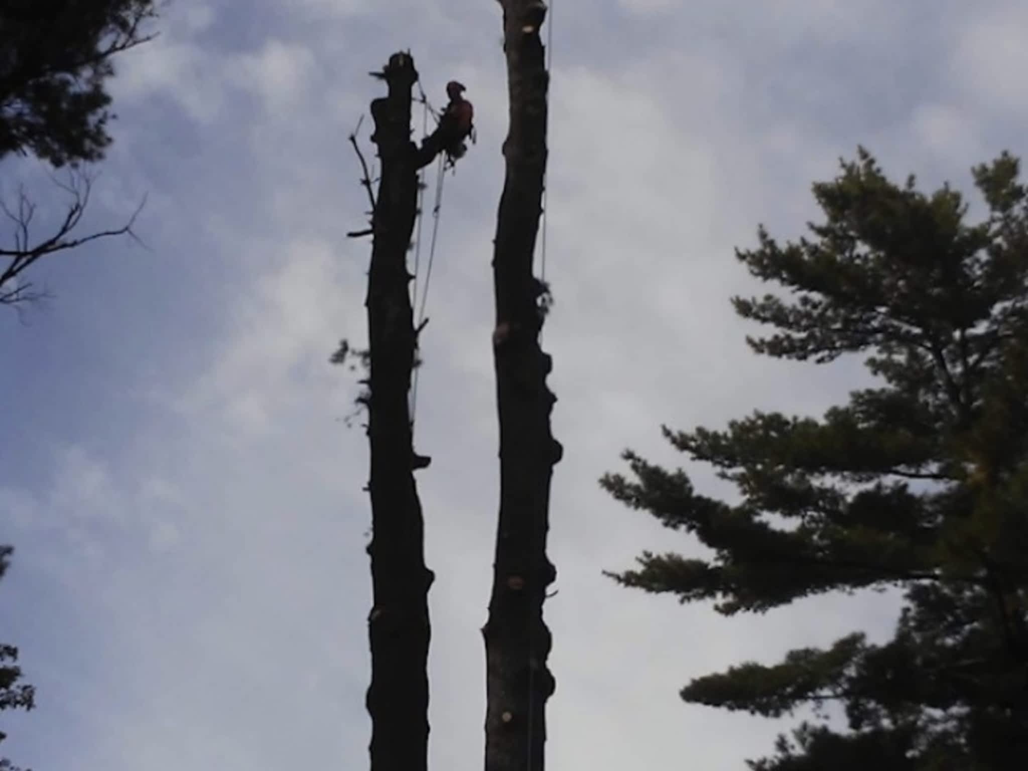 photo Arbo-douceur inc