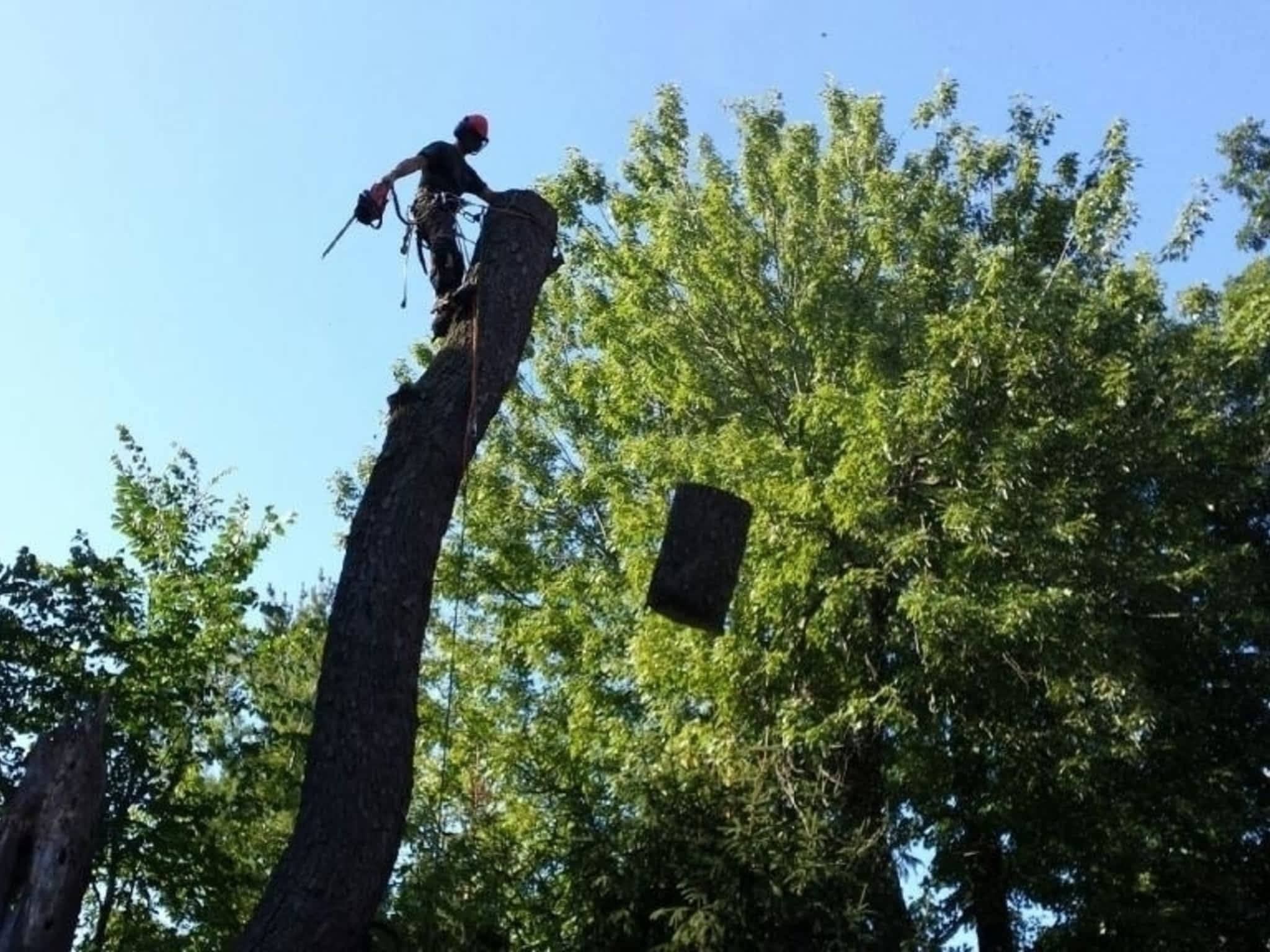 photo Timberjack Tree Service