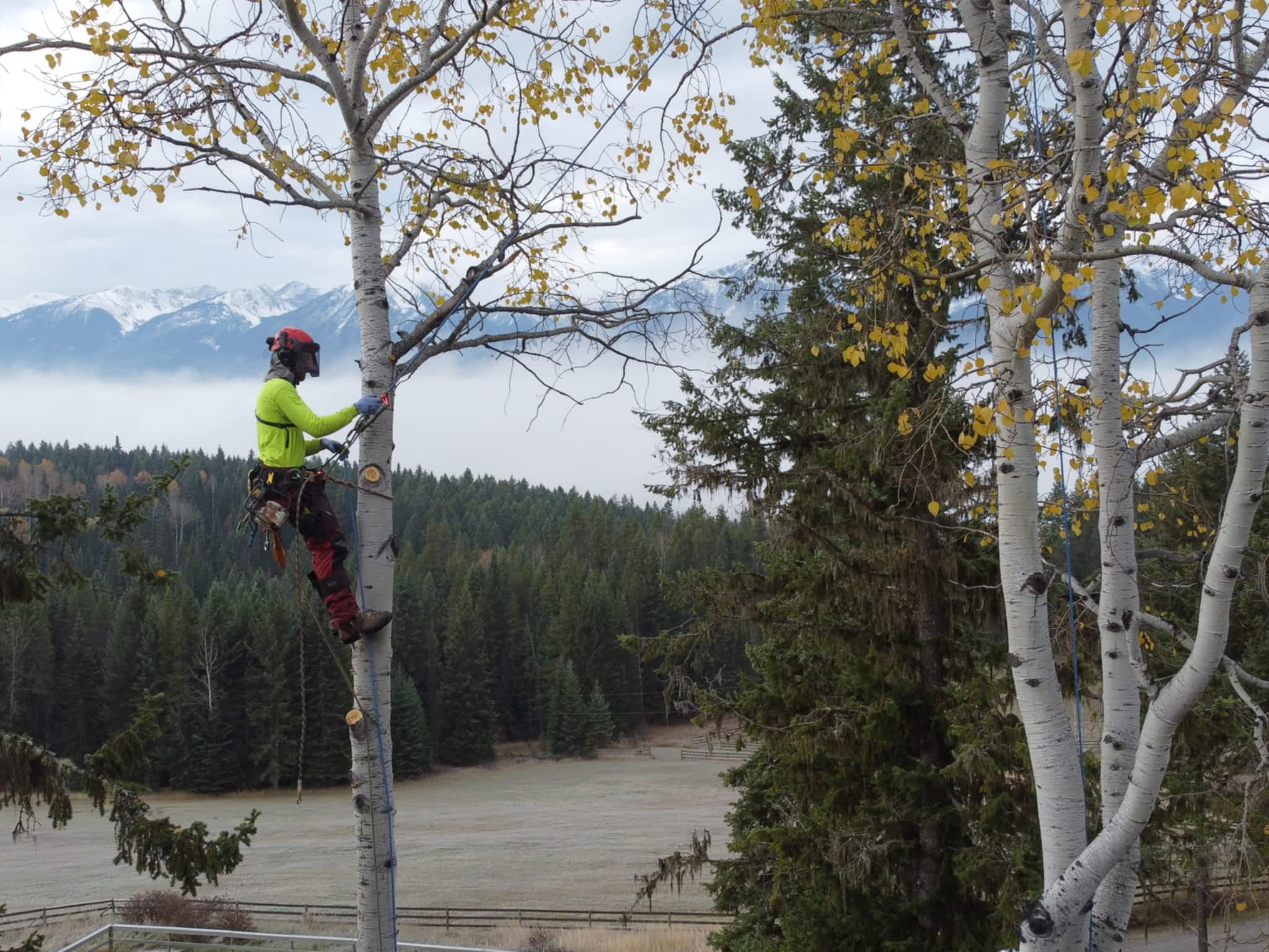 photo Green Leaf Tree Services