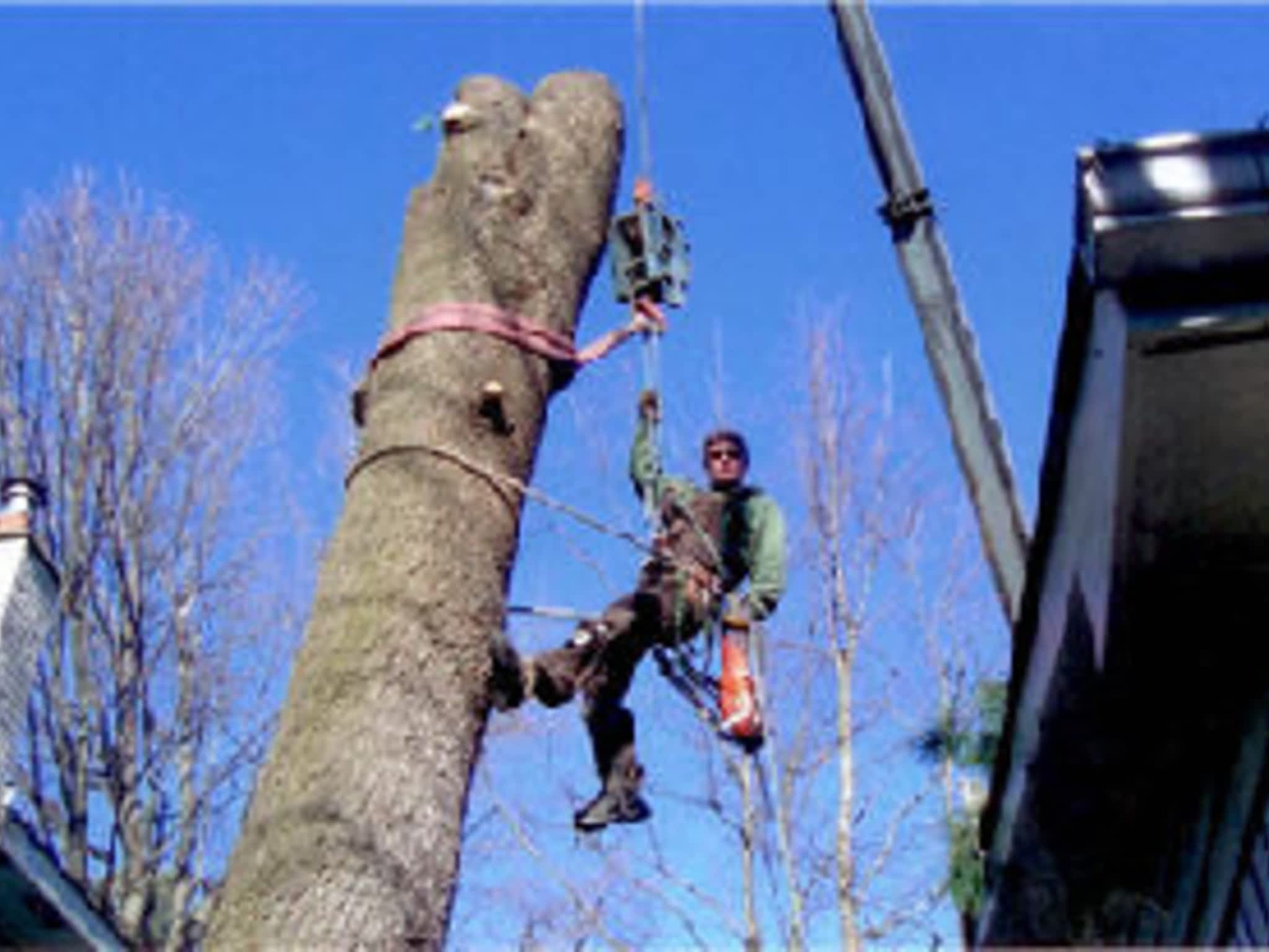 photo AAA Tree Service