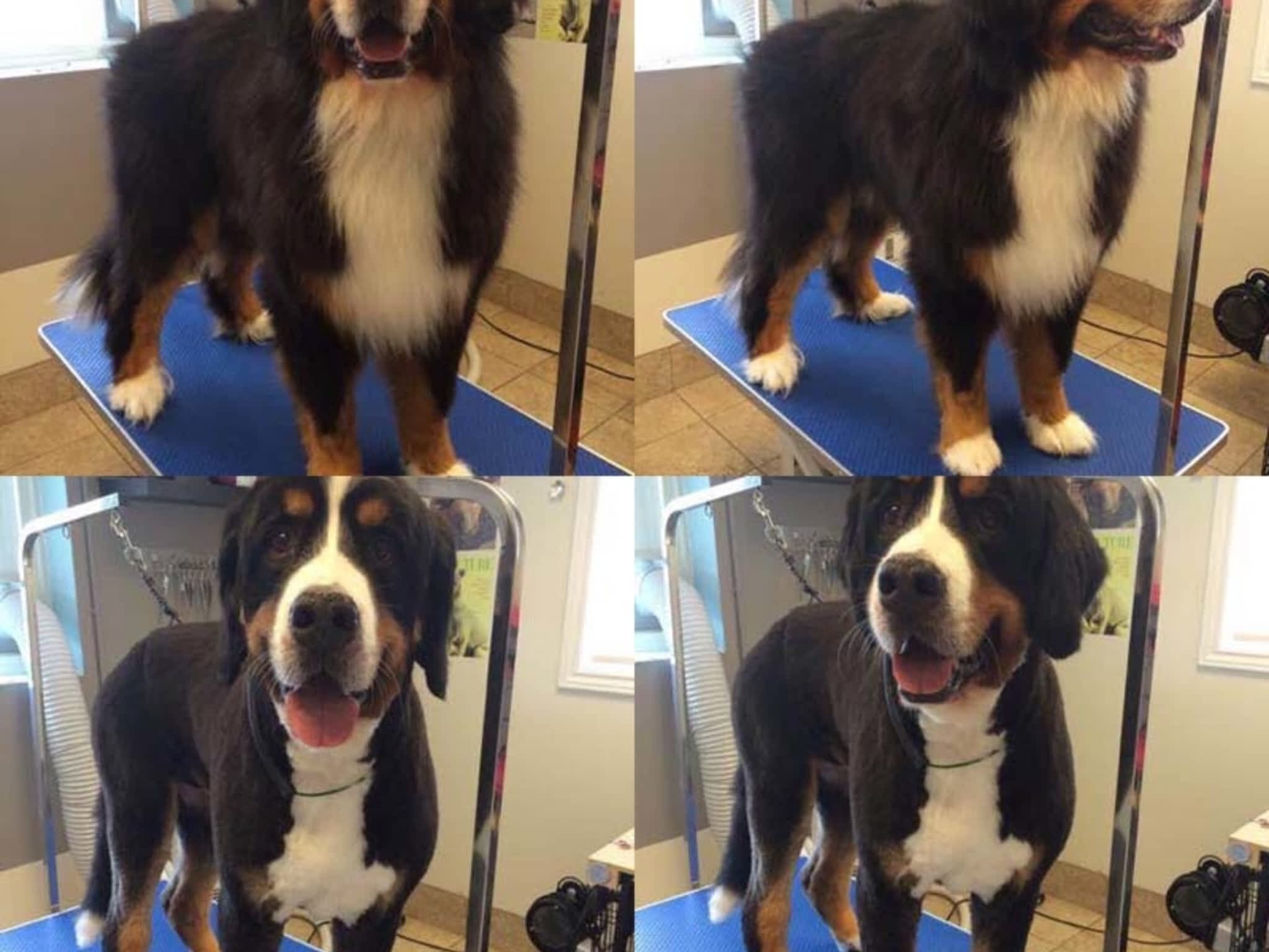 photo Tangles 2 Tame Dog Grooming