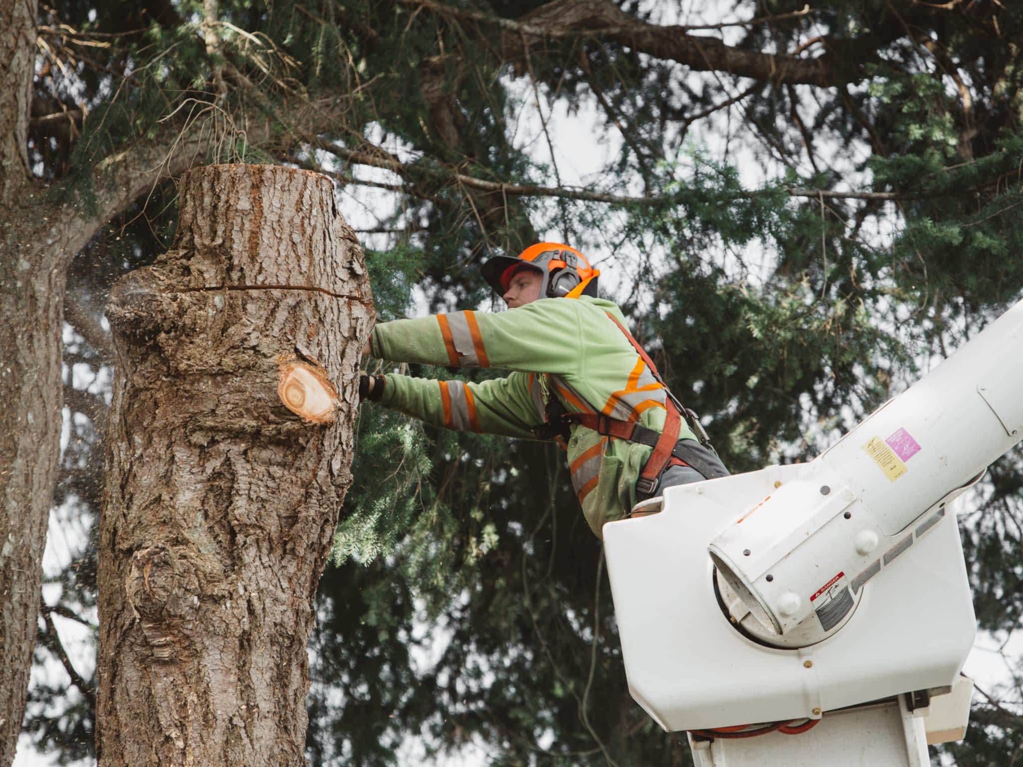 photo Saltwood Tree Services