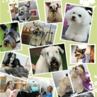 Espace Canin Yandy - Pet Grooming, Clipping & Washing