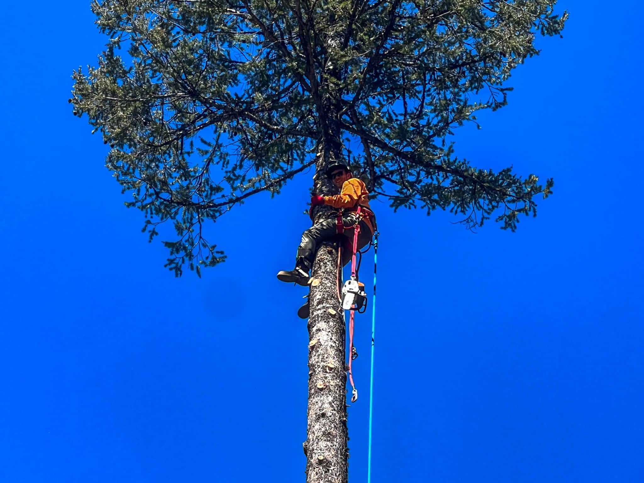 photo Twin Rivers Tree Service and Landscaping - Frase r Valley