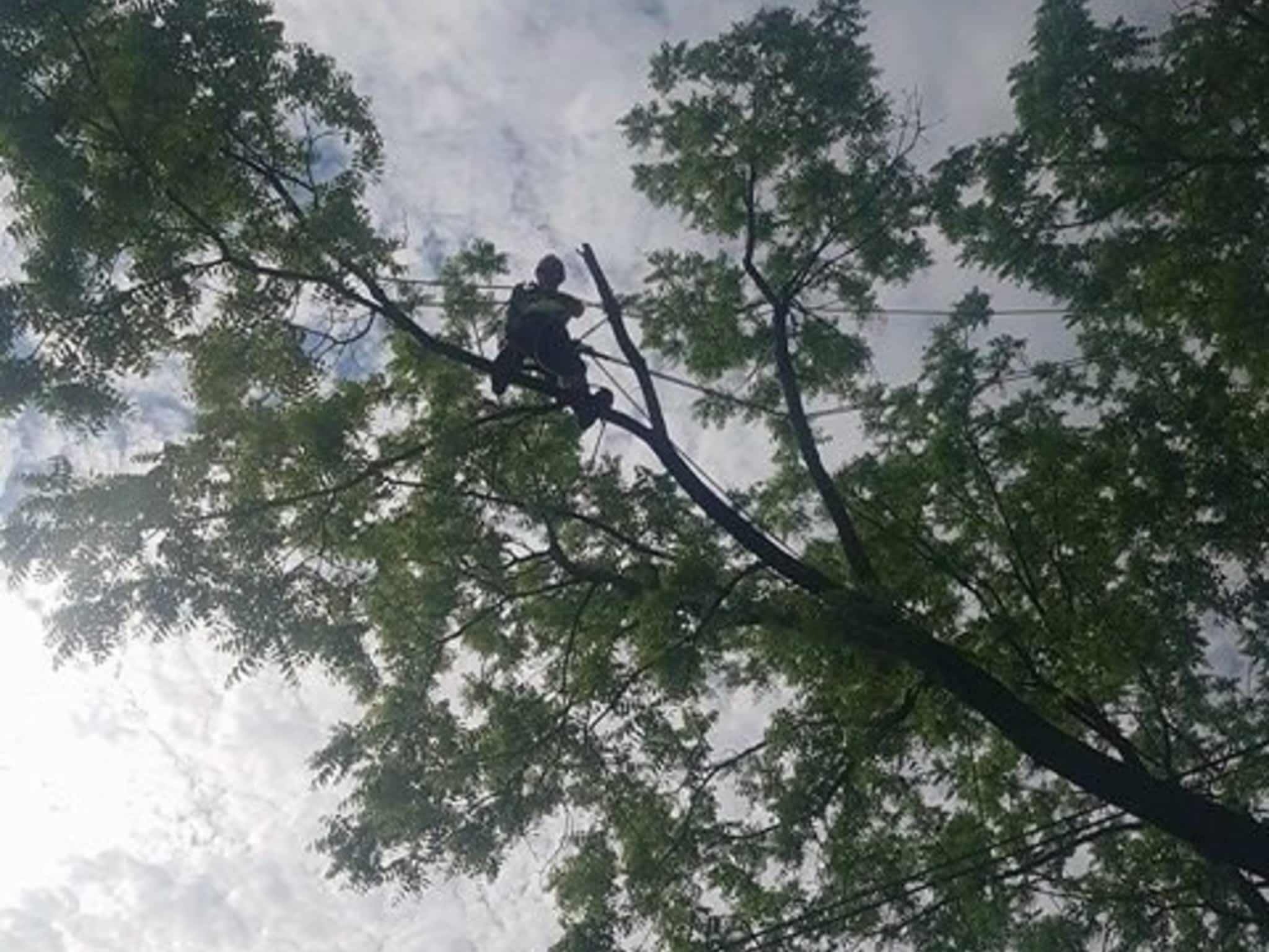 photo Wright's Tree Care