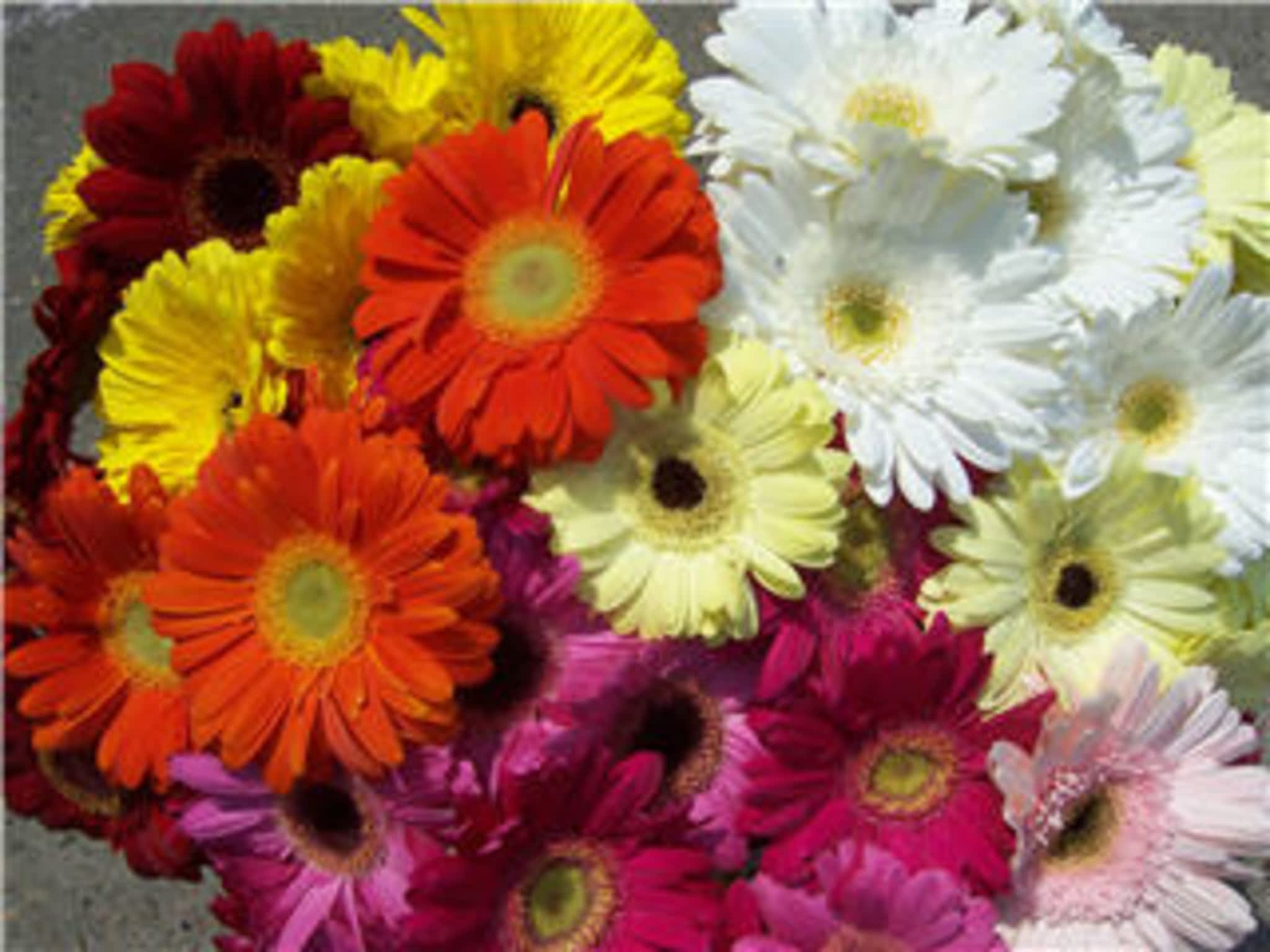 photo Bunches Flowers Co. Parkallen