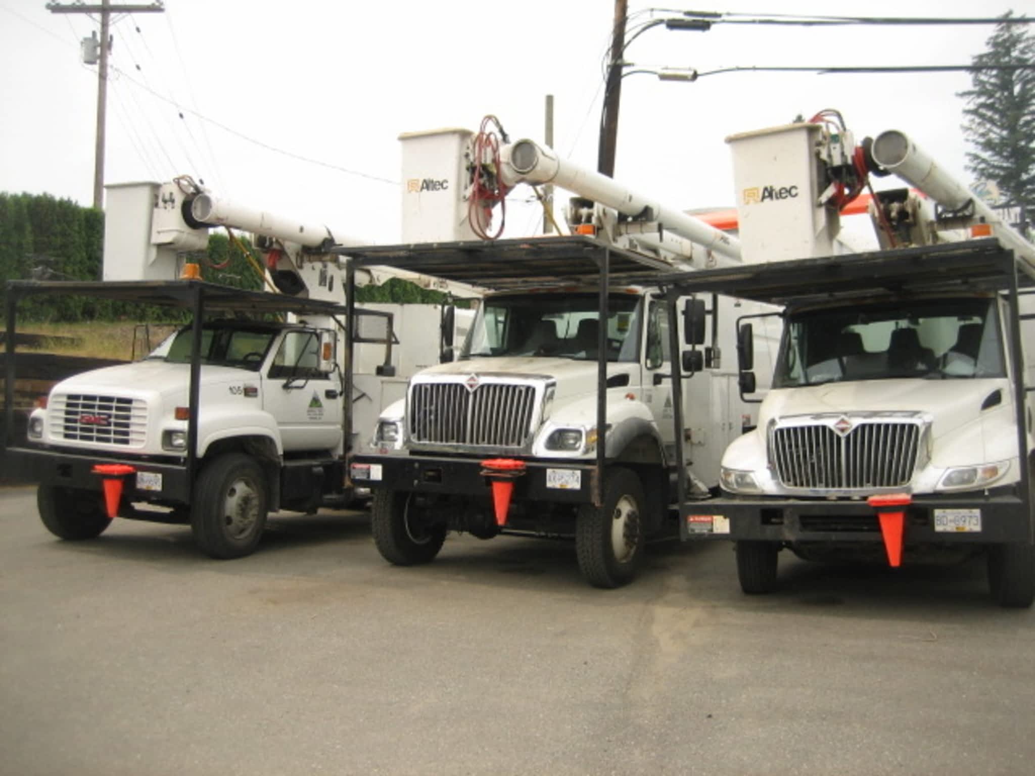 photo Aurora Tree Inc