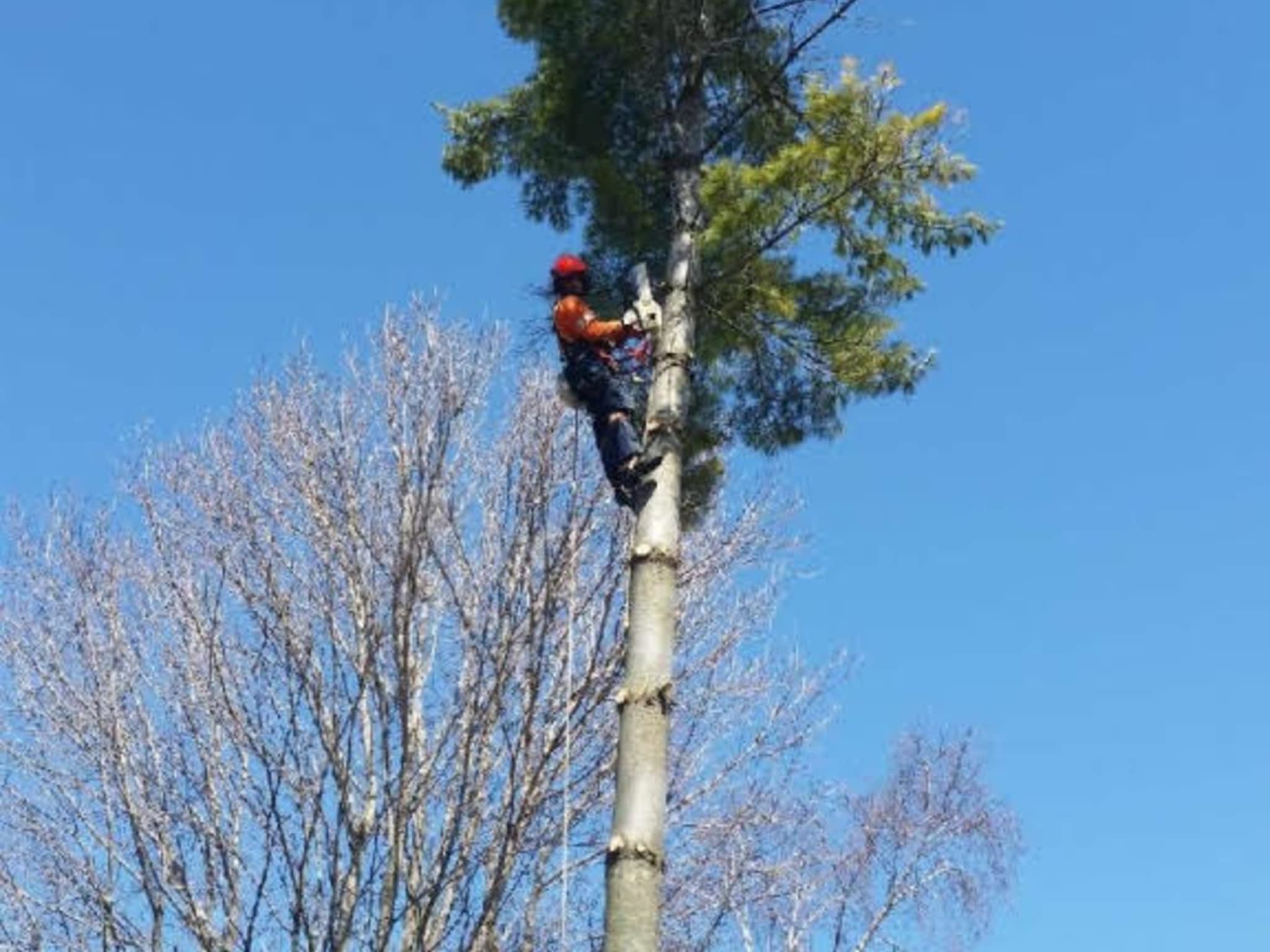 photo LD Tree Service