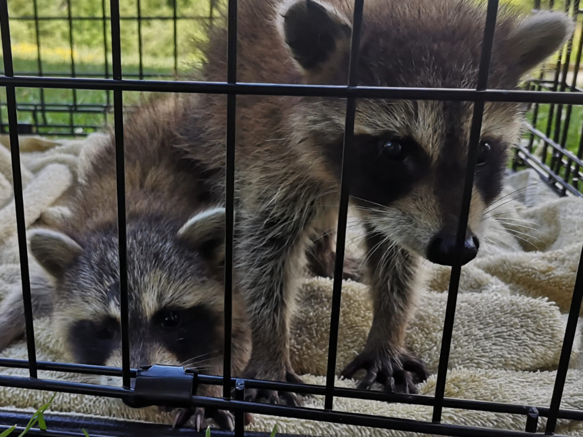 photo Grenier Faune Expert