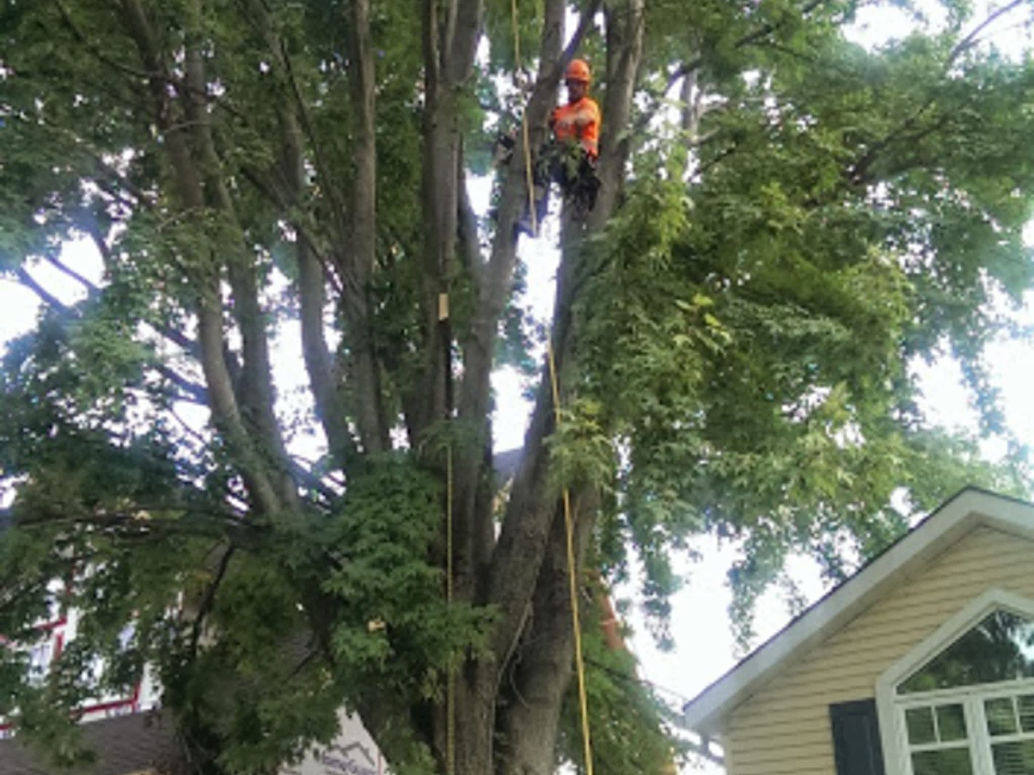 photo Clearview Tree Service