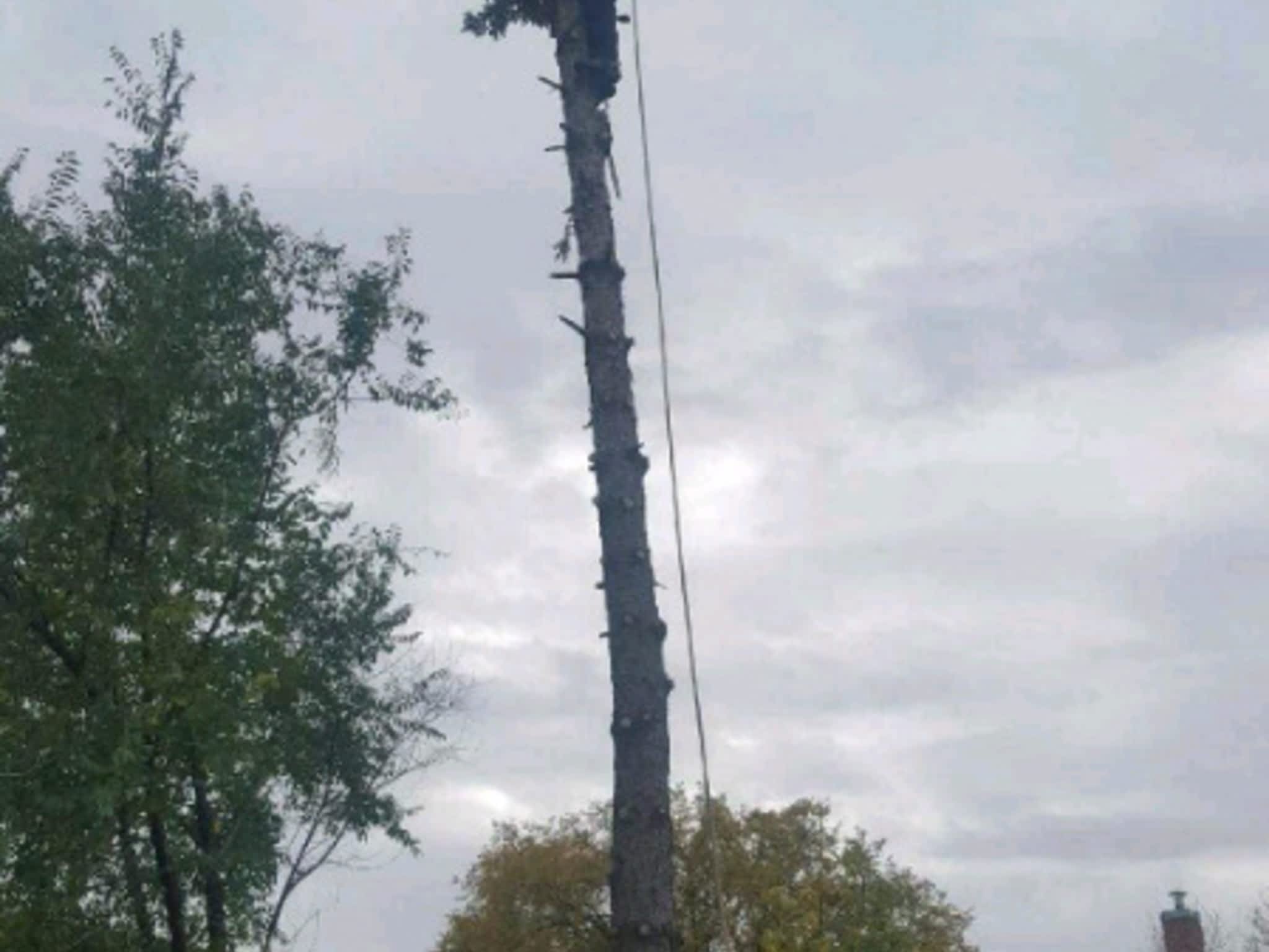photo Absolute Tree Removal