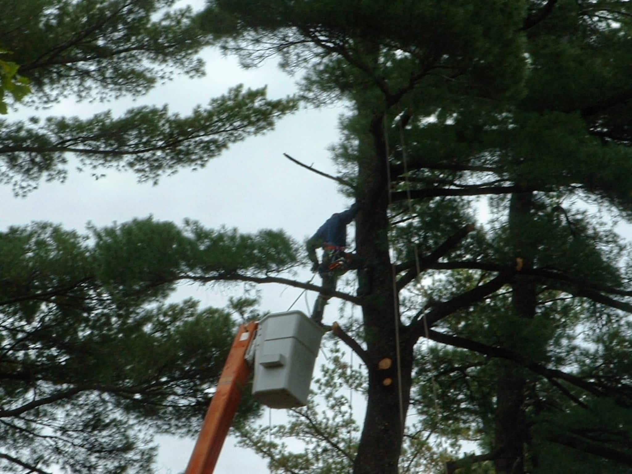 photo Sainte-Julienne's Tree Pruning and Felling