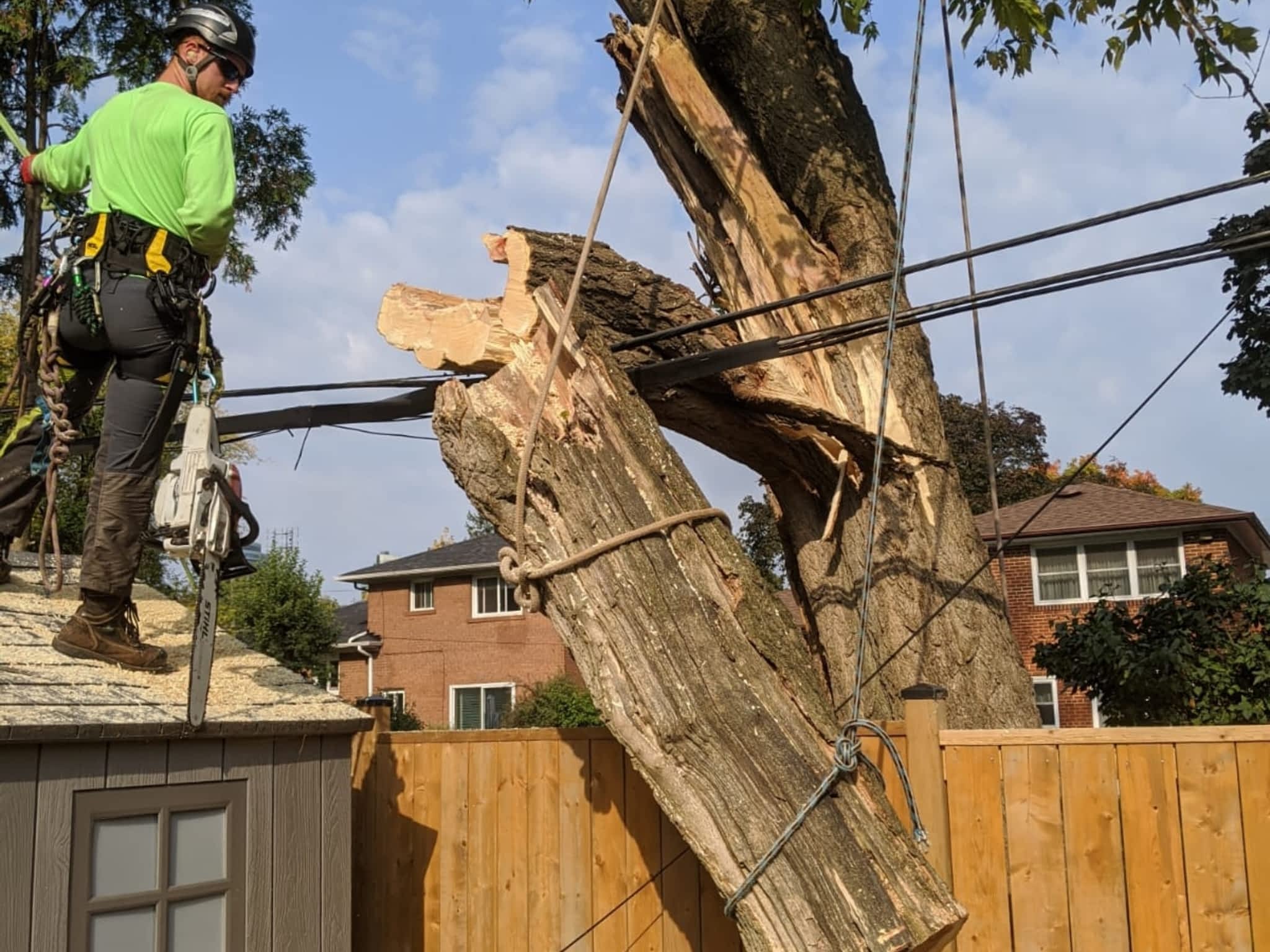 photo Toronto Tree Removal