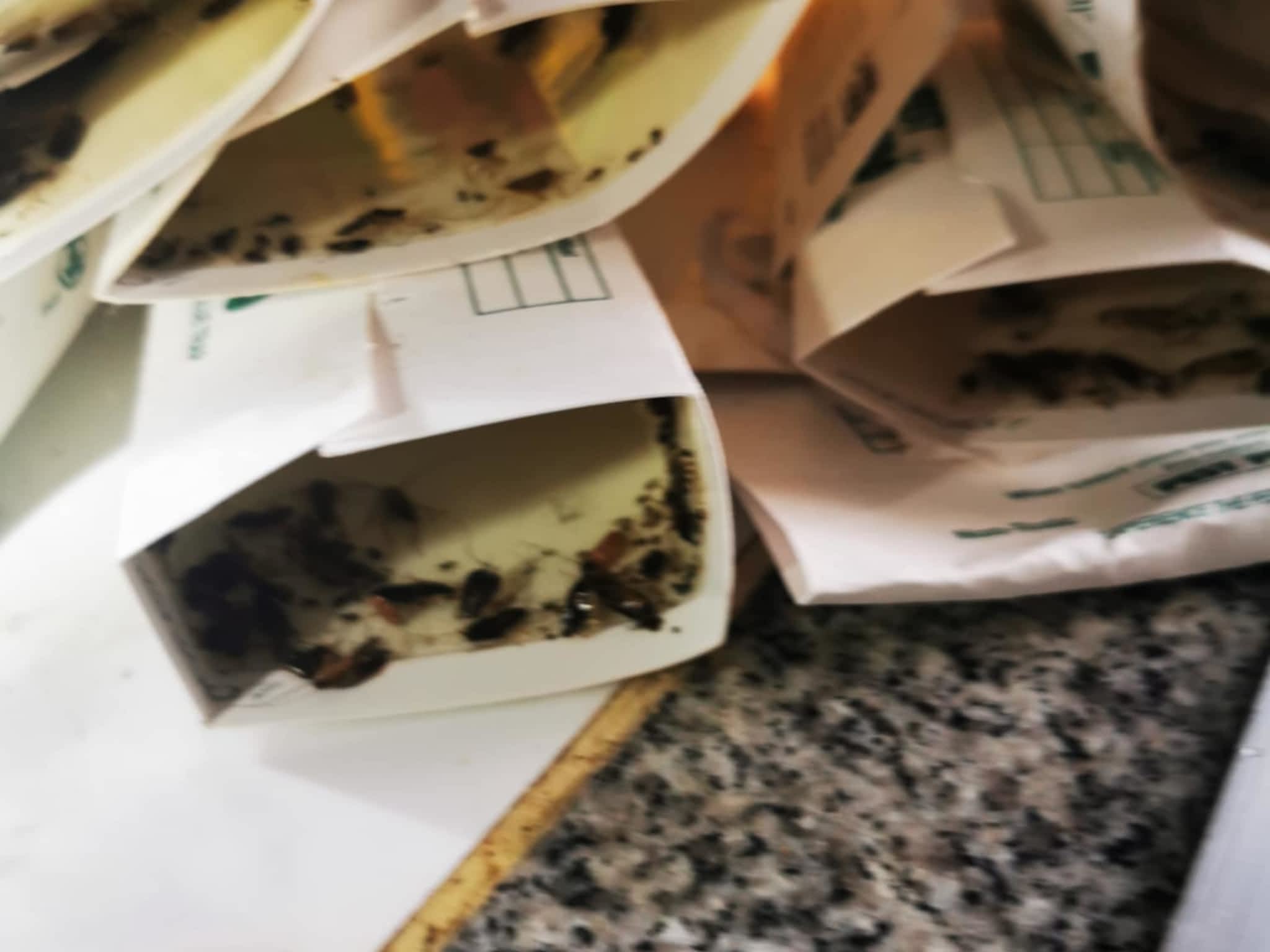 photo D Solution Extermination