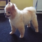 Christine's Small Dog Grooming - Pet Grooming, Clipping & Washing