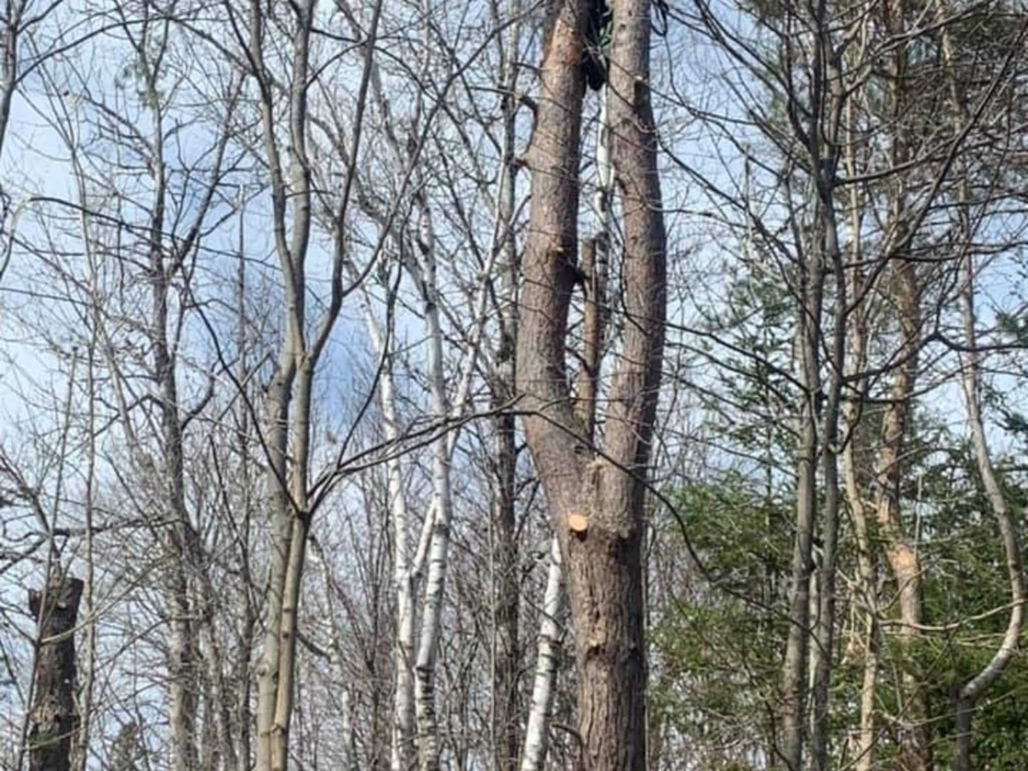 photo Sargeant Tree Removal