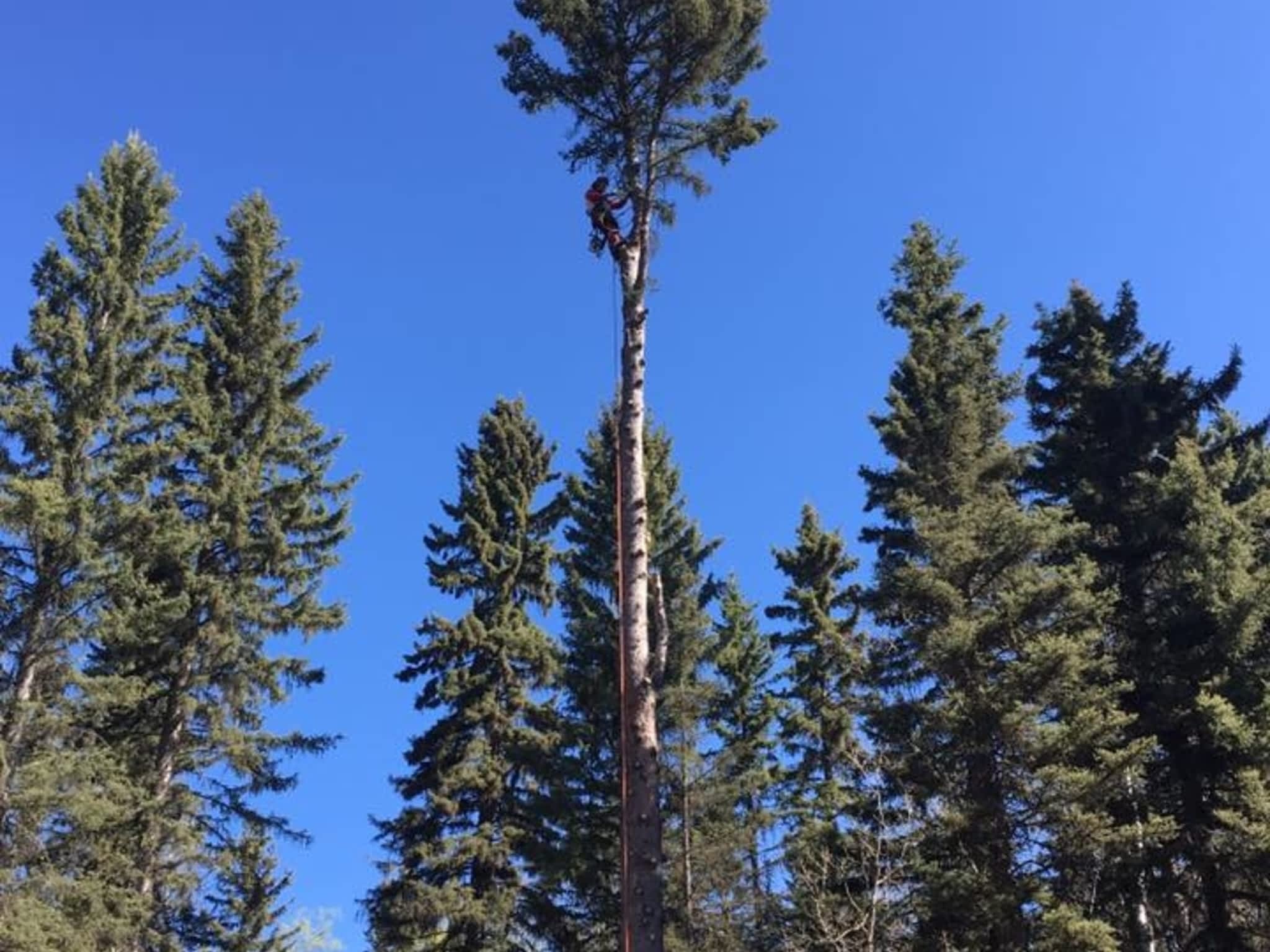 photo Raven Tree Service