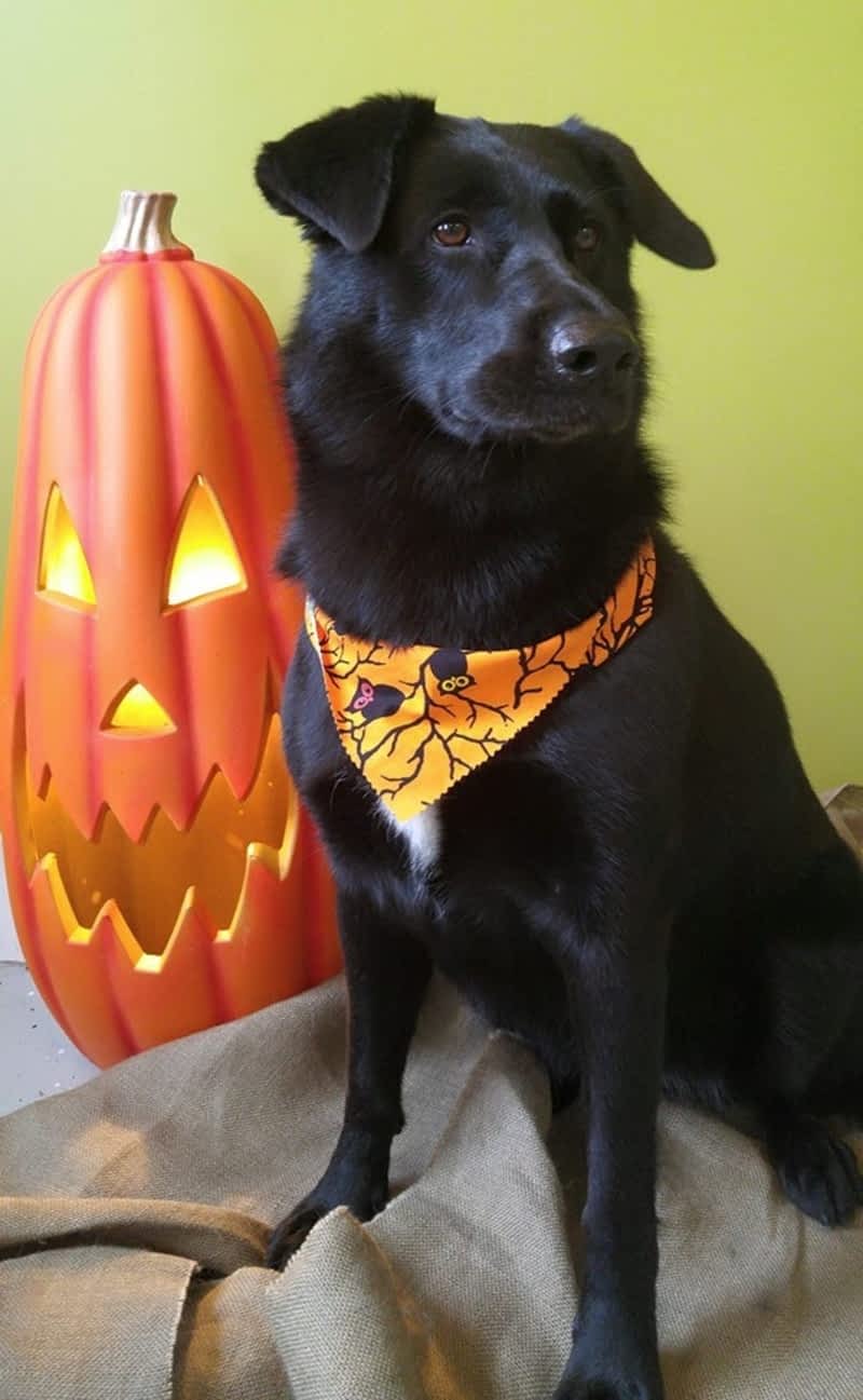 Best Paw Forward Canpages