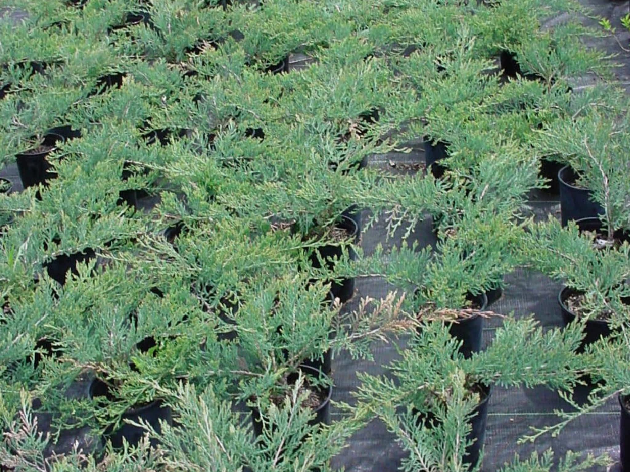 photo Pine View Nurseries