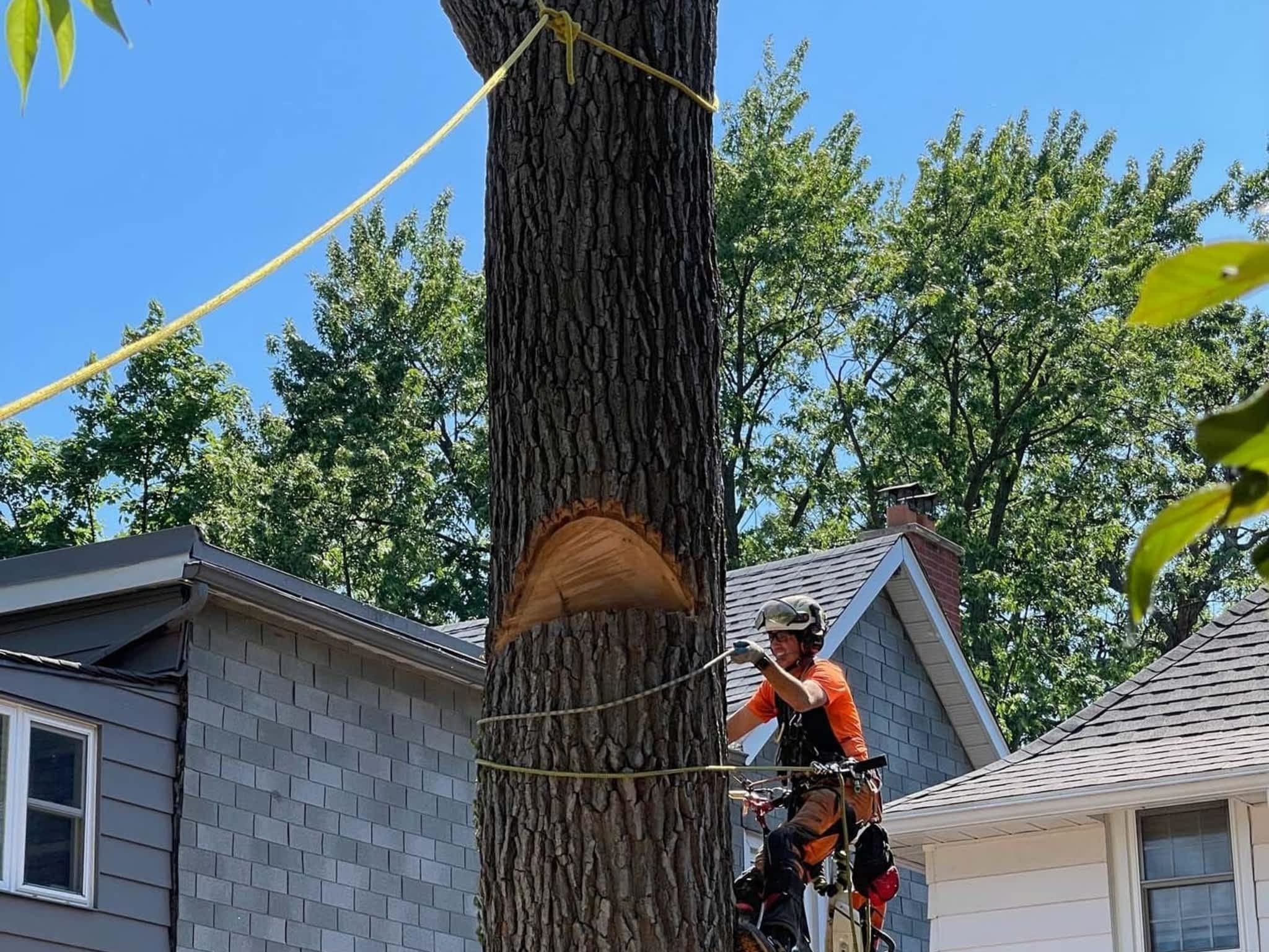 photo Vista Tree Management