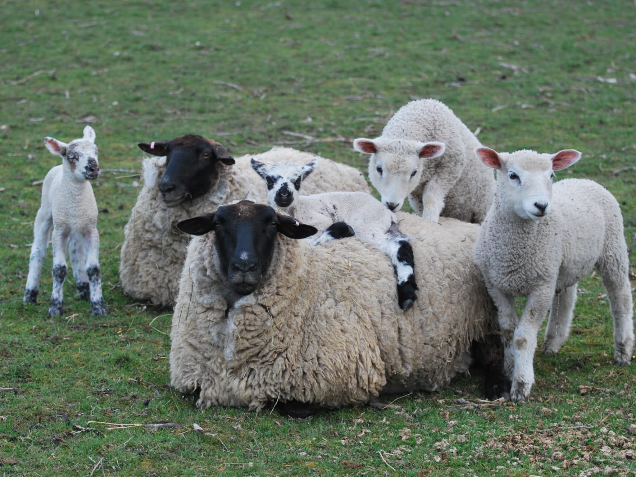 photo Cannington Veterinary Services