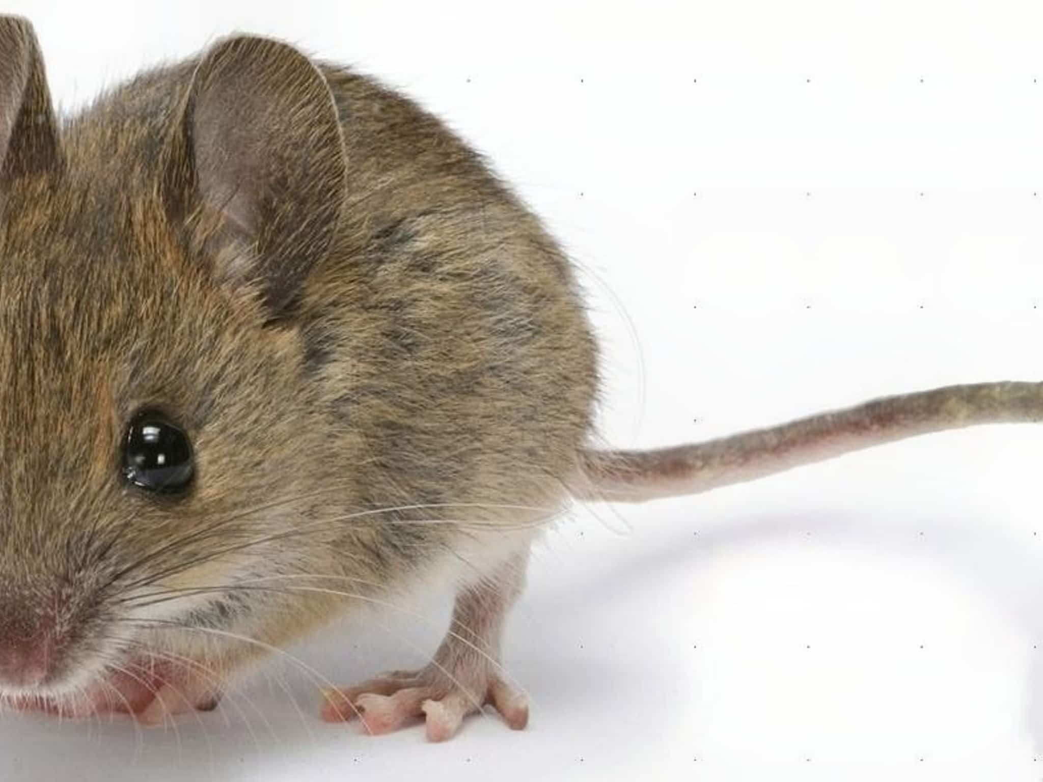 photo Grenier Faune Expert