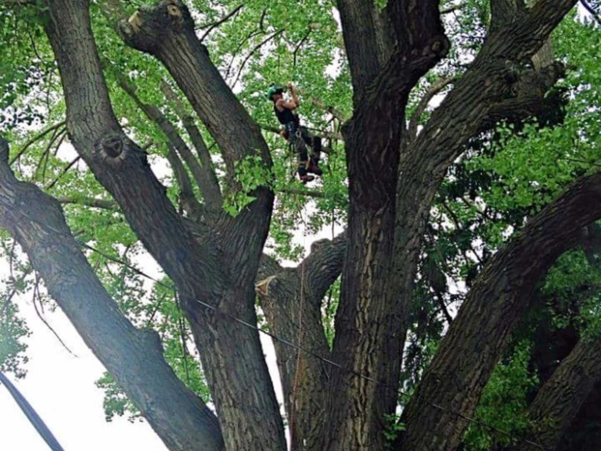 photo Second Nature Tree Care